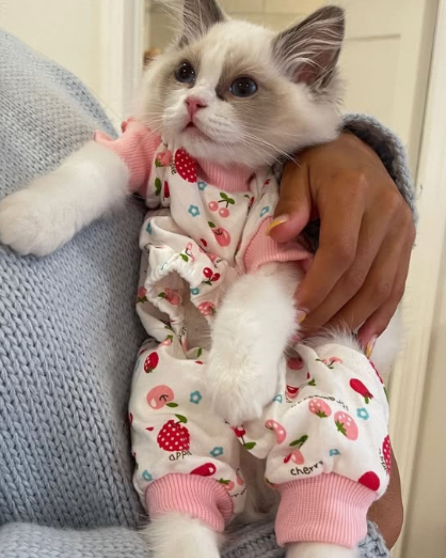 cat dressed up