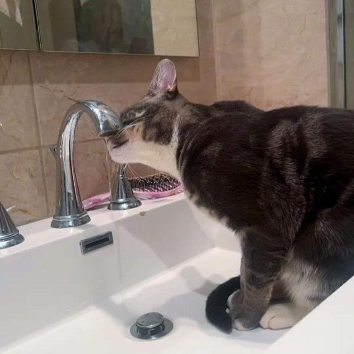 cat drinks water from the tap