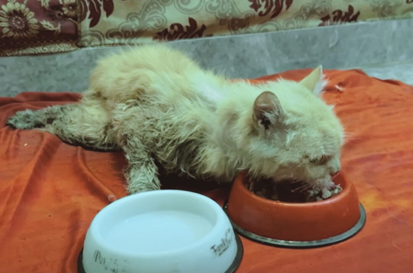 cat eating
