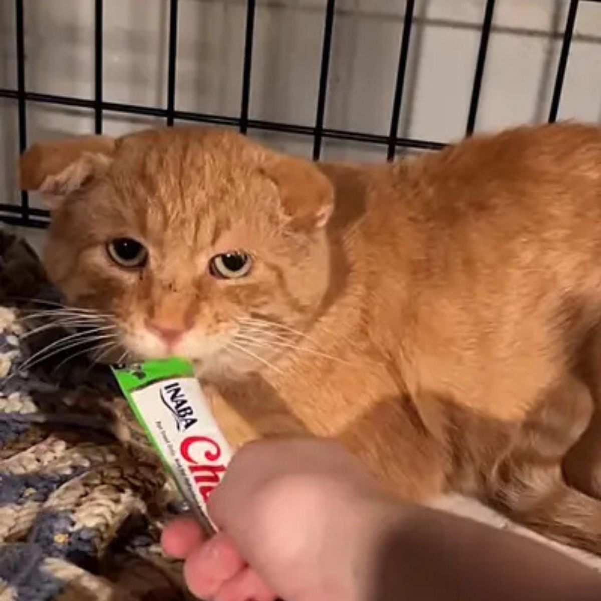 cat eating