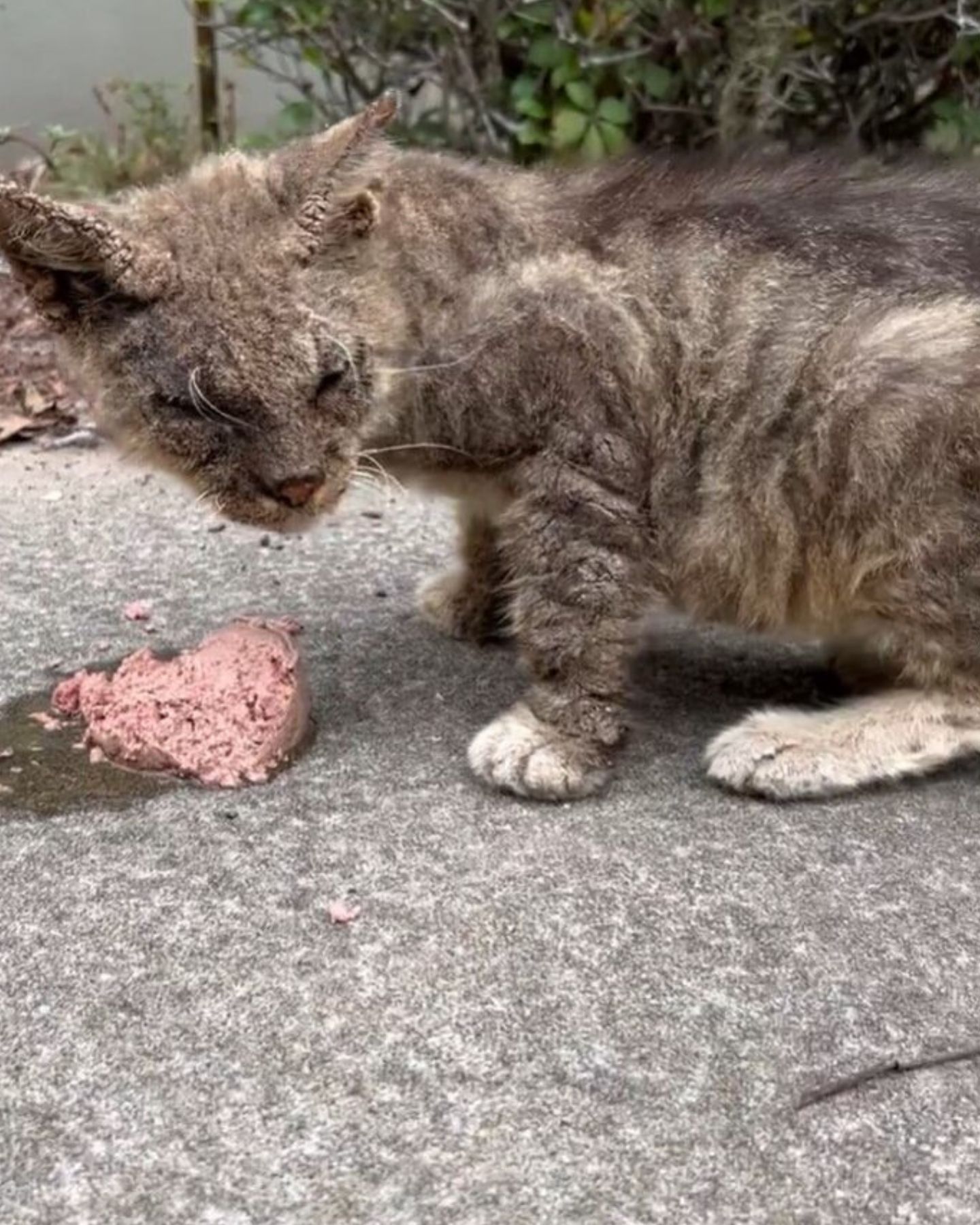 cat eating