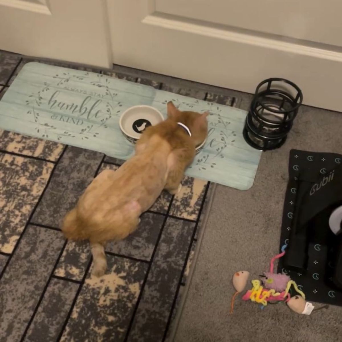 cat eating