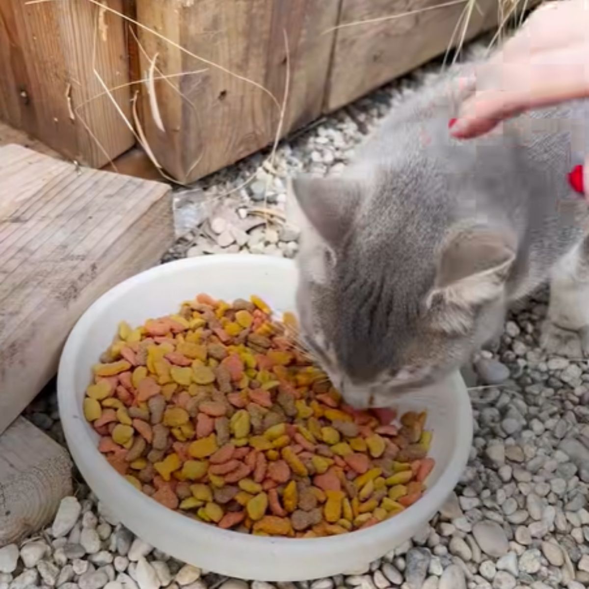 cat eating cat food