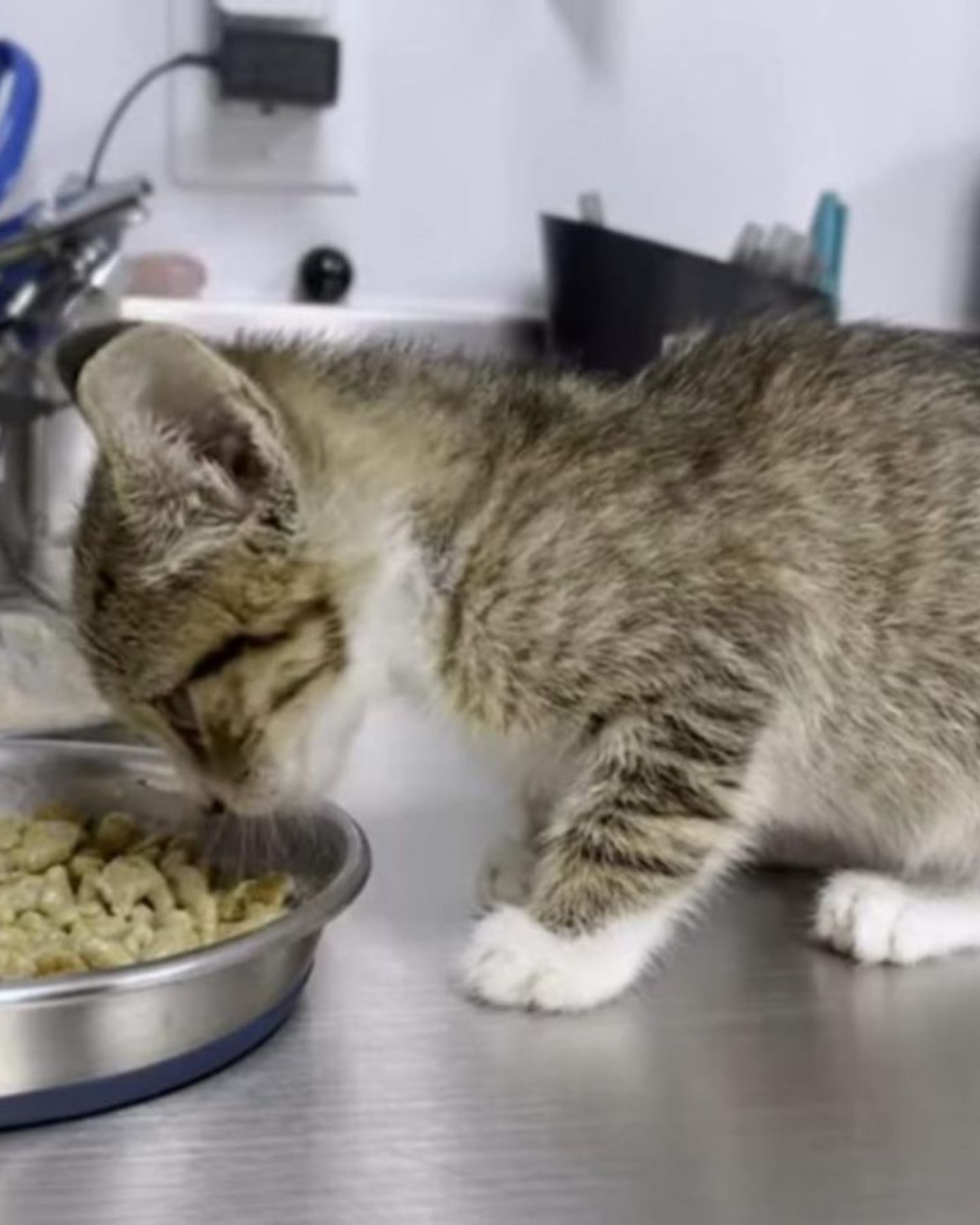 cat eating from a bowl