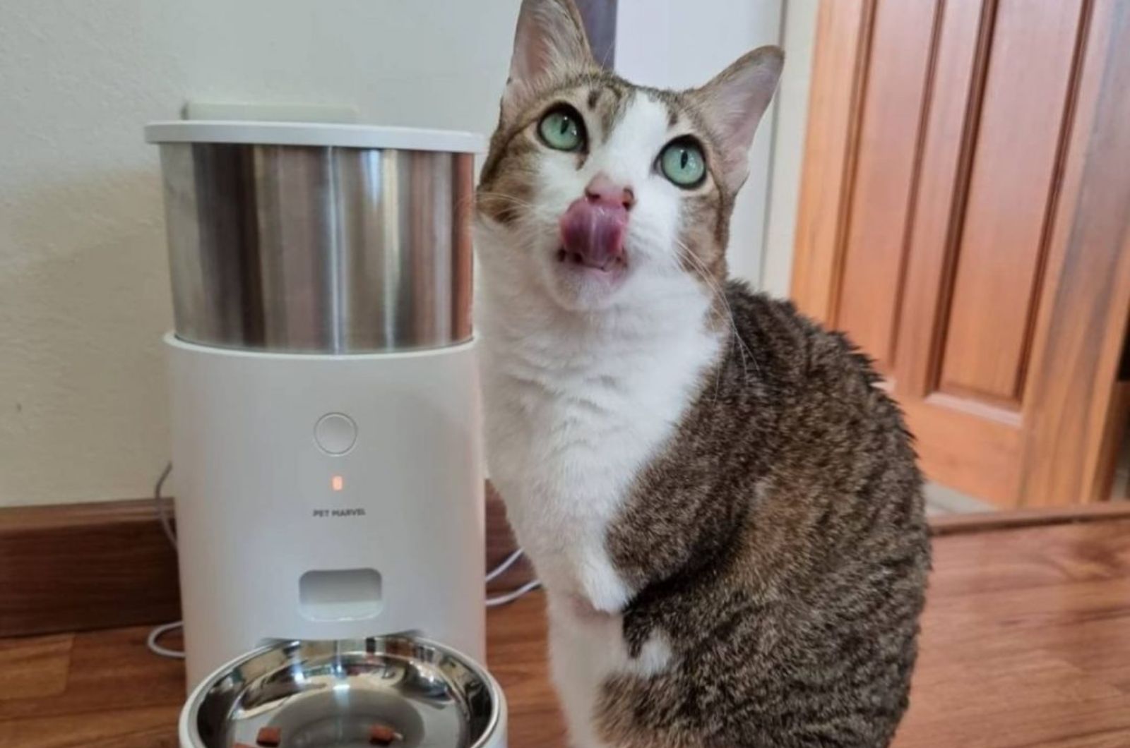 cat eating