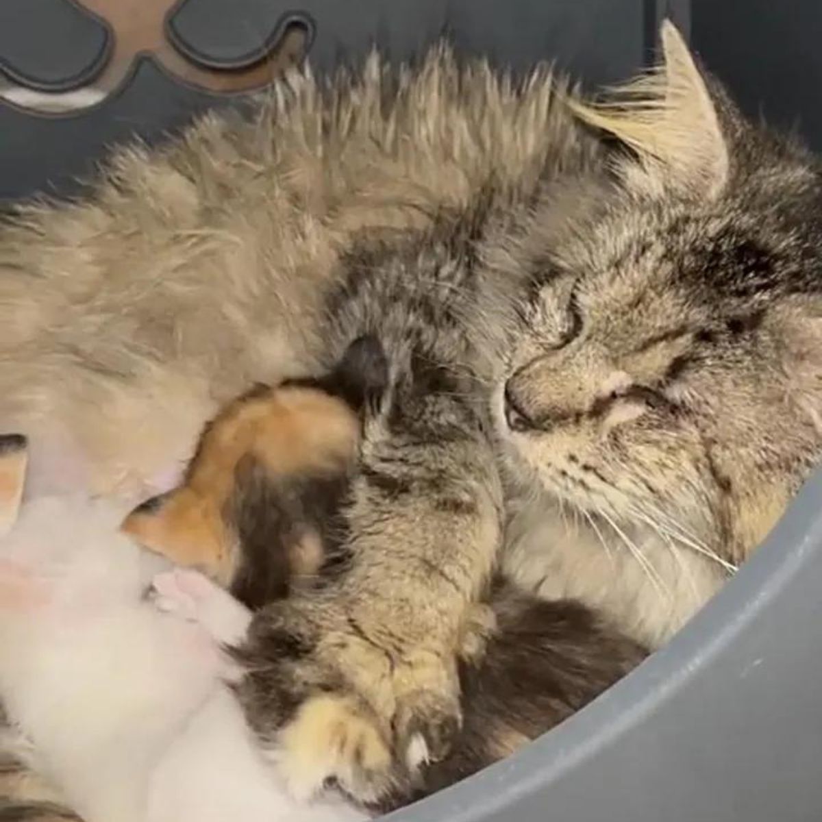 cat embraces kittens
