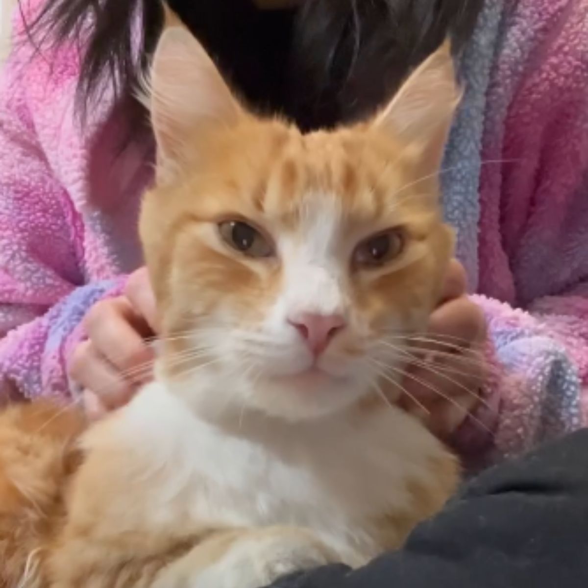cat enjoys after the bath