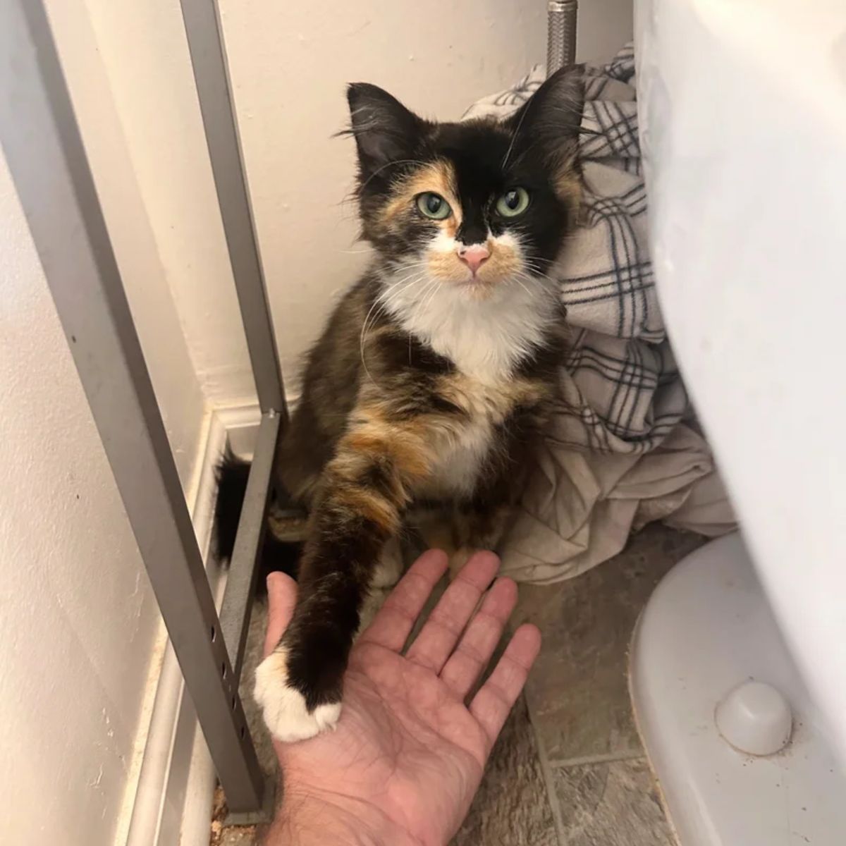 cat extended paw