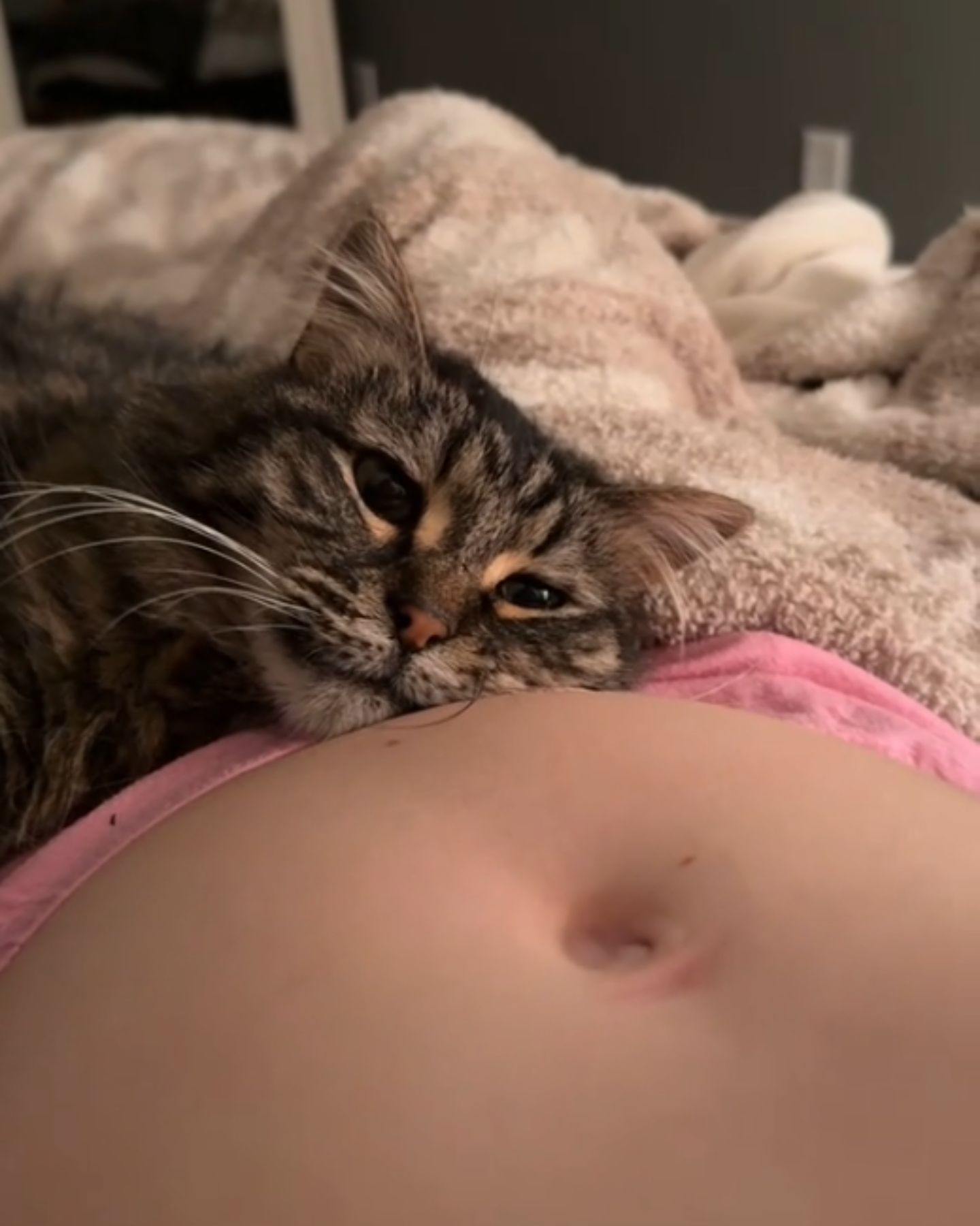 cat feels the baby in the stomach of the pregnant owner