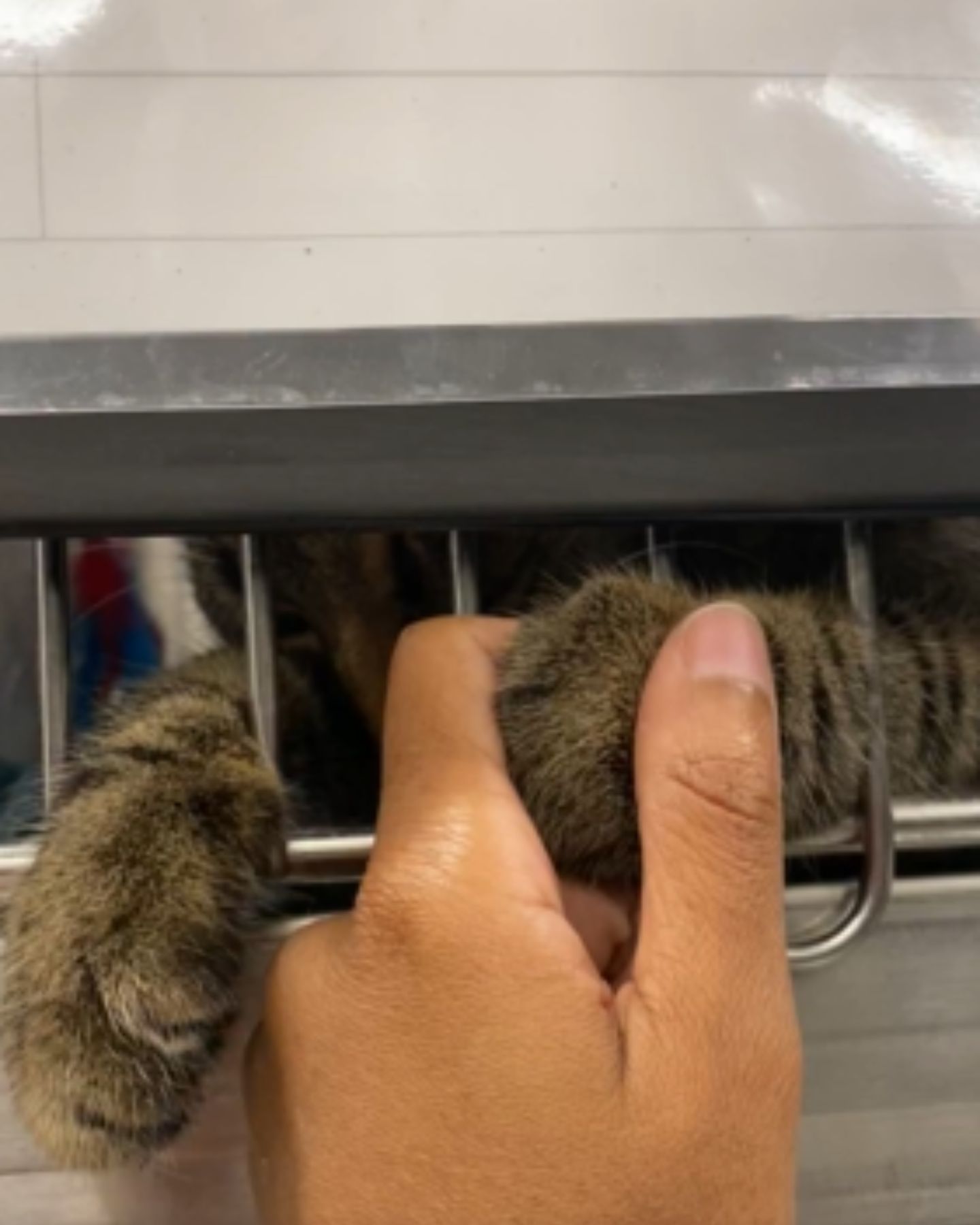 cat from the shelter as if begging visitor to take her