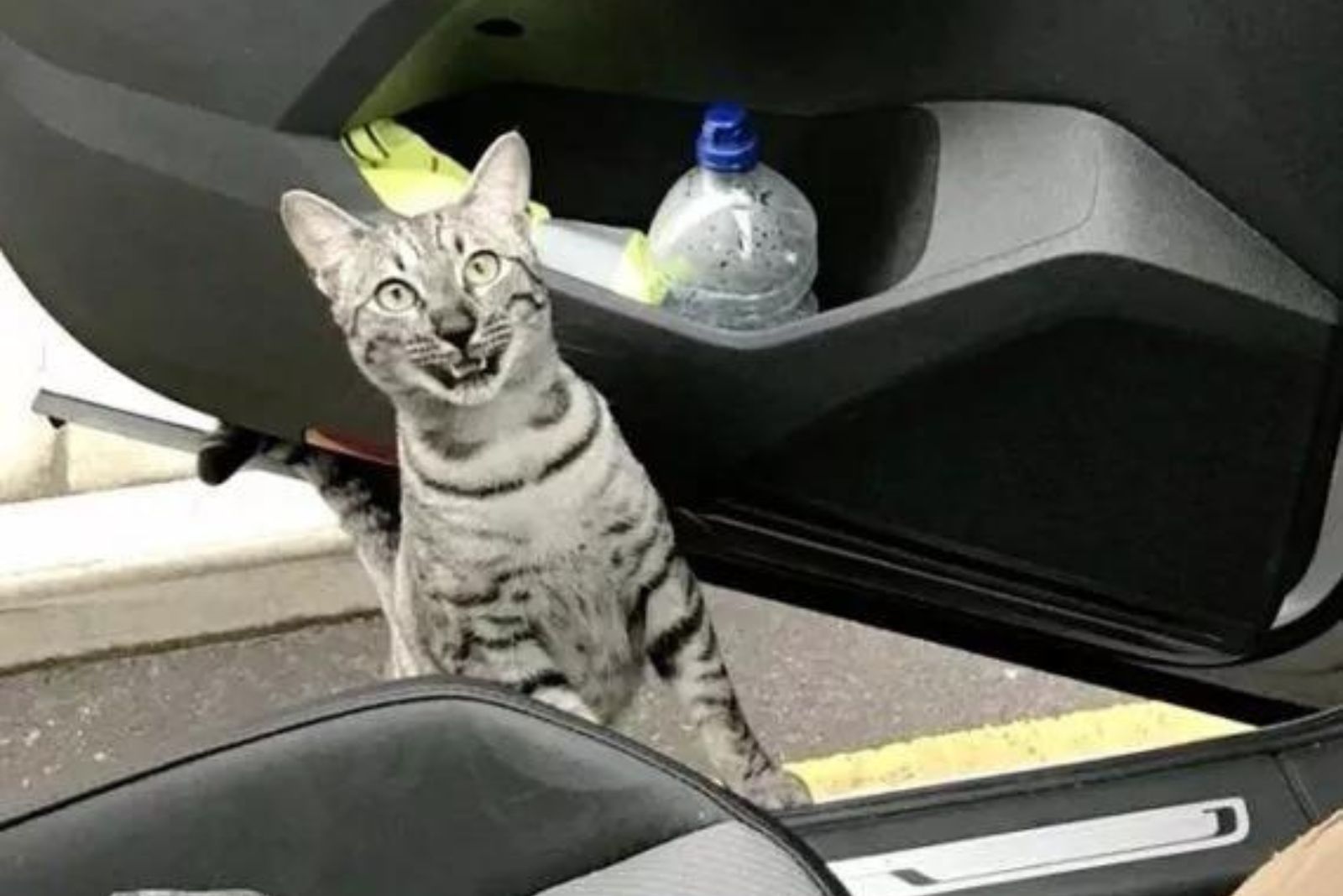 cat gets into the car
