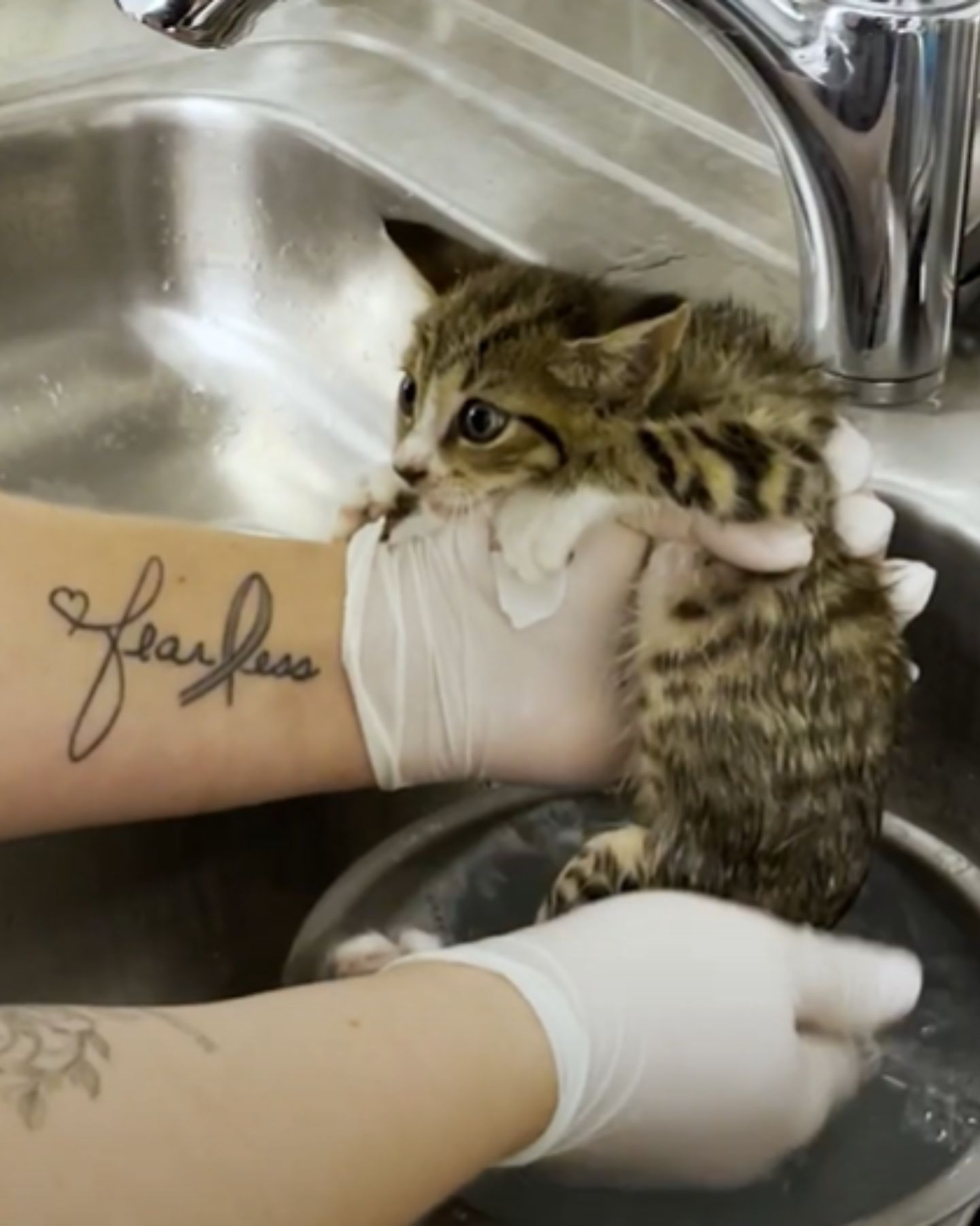 cat getting a bath