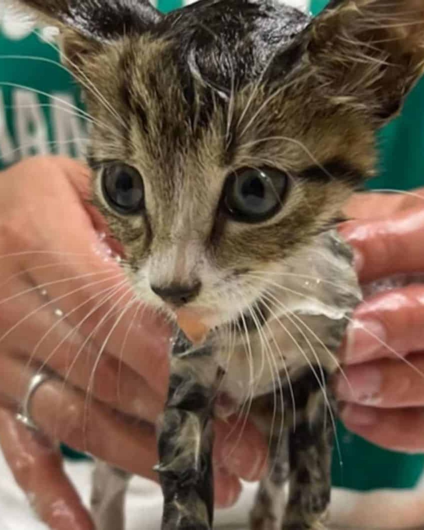 cat getting cleaned