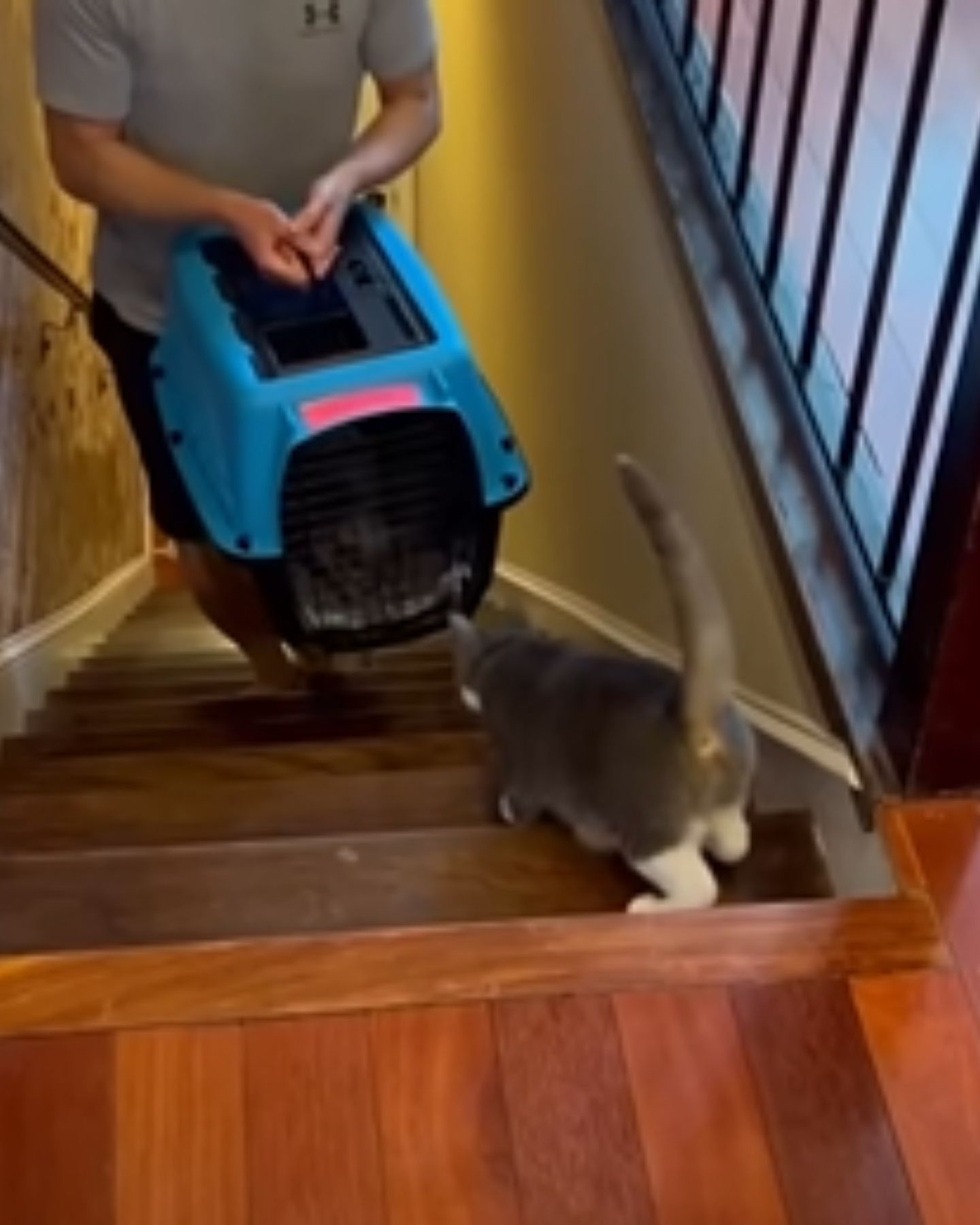 cat getting in the kennel