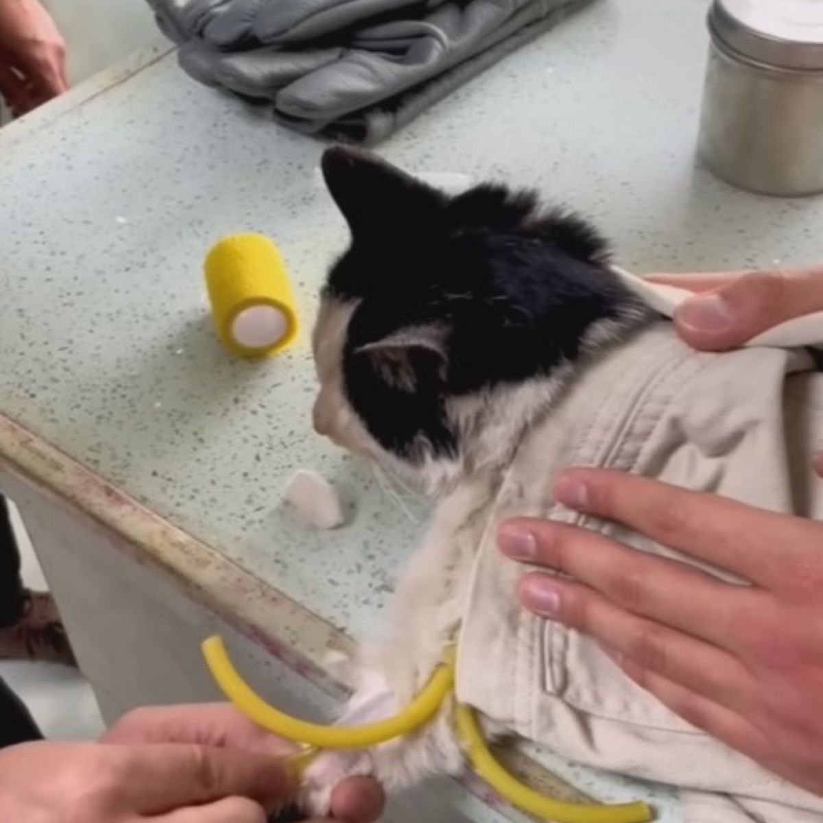 cat getting treated