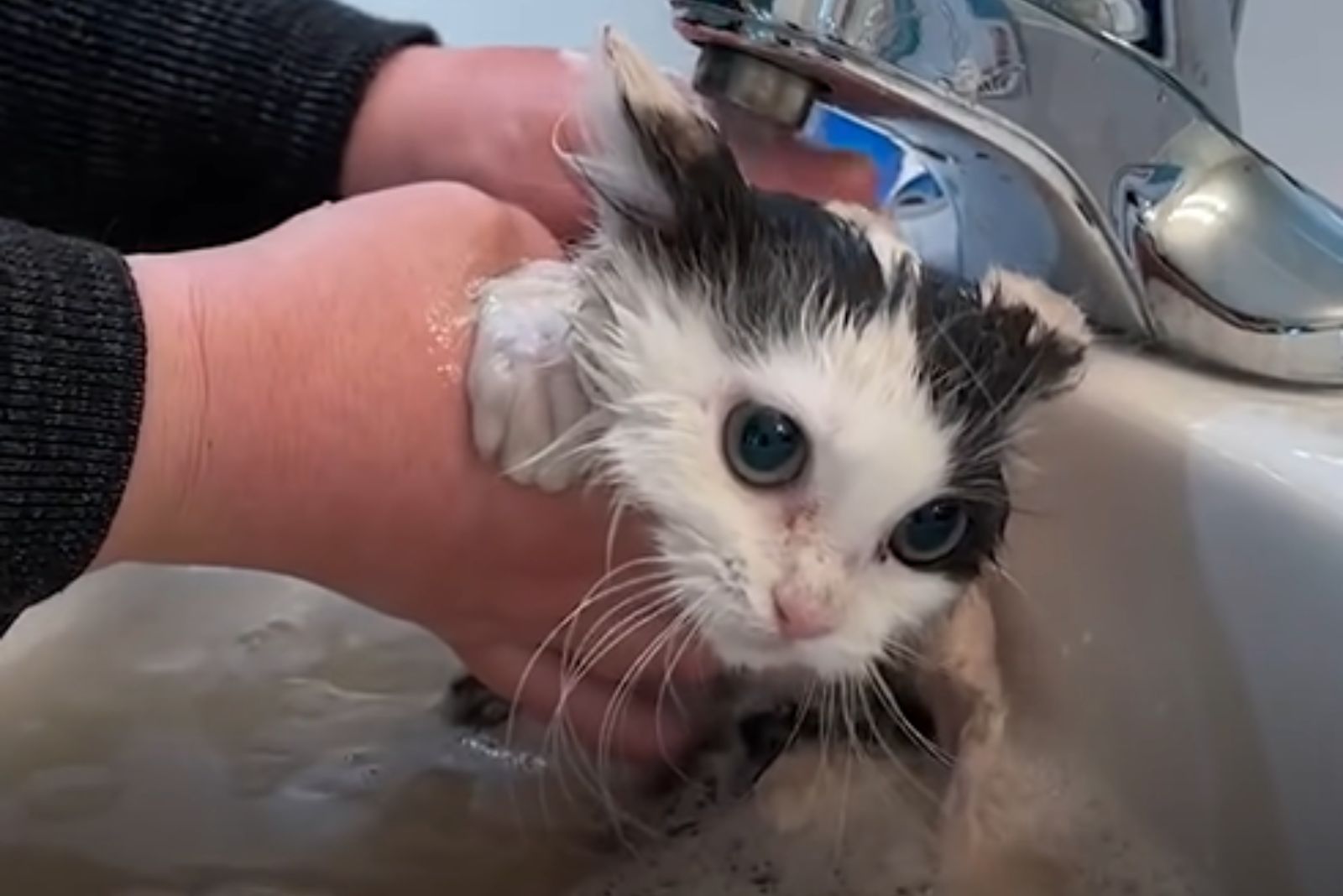 cat getting washed