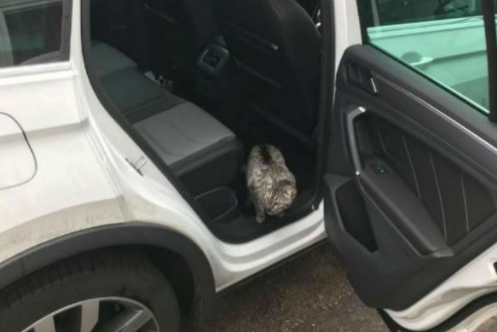cat got into the car