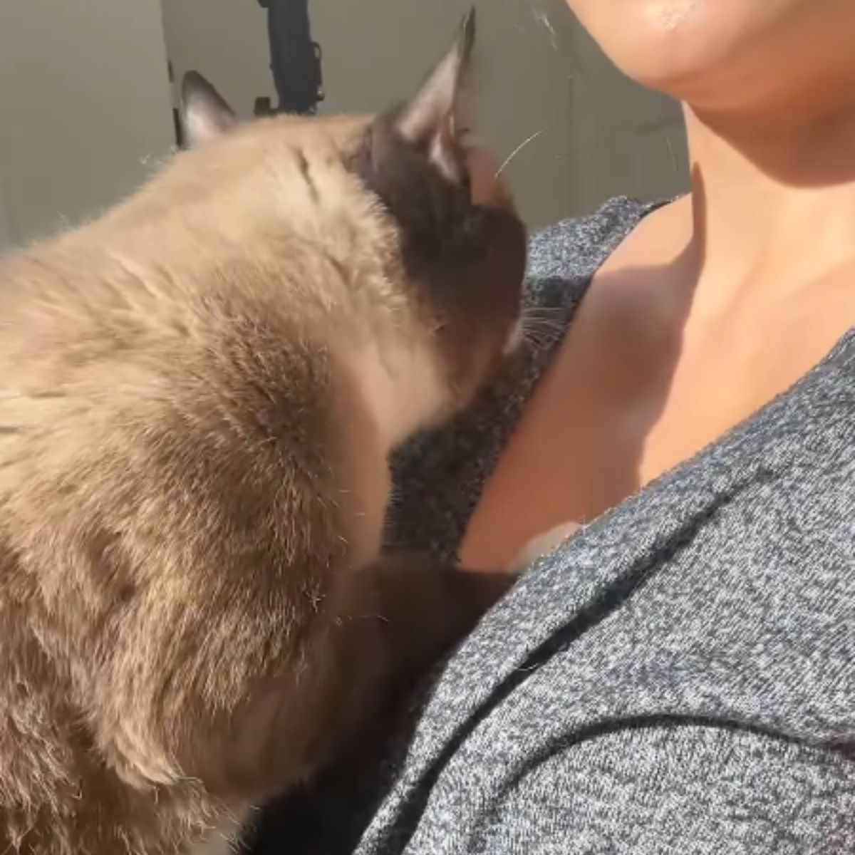 cat got used to the woman