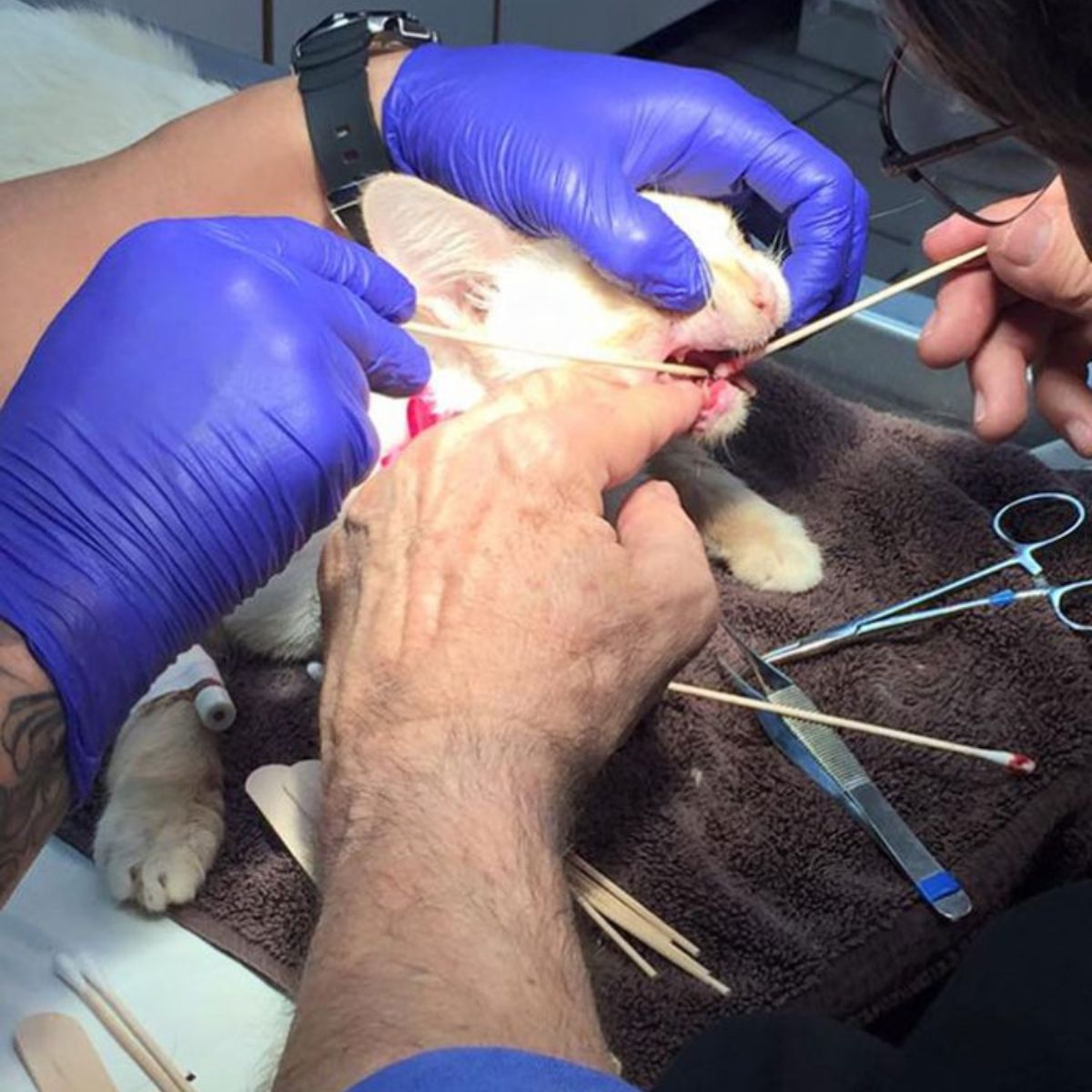 cat having surgery