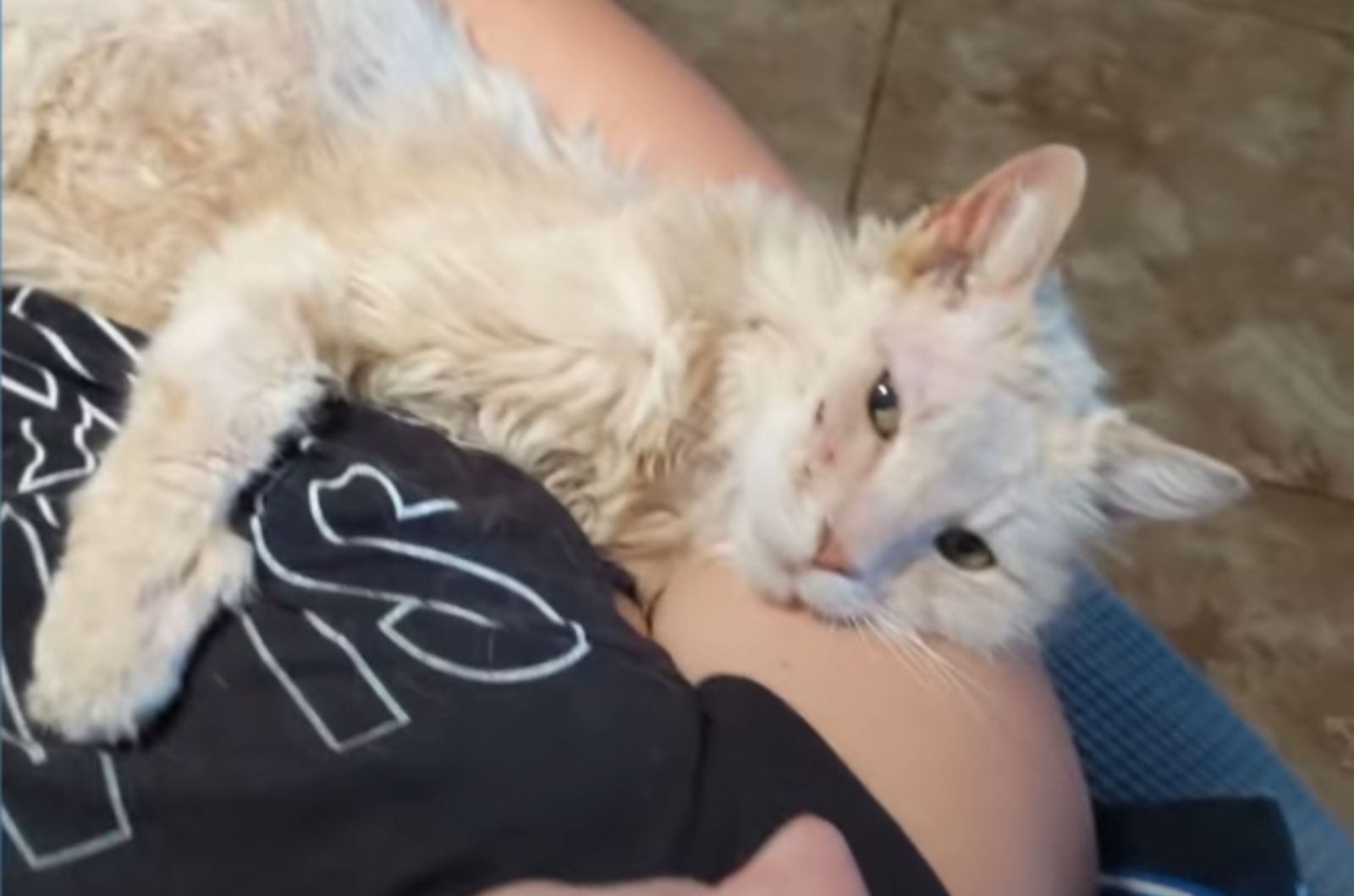 cat held in arms