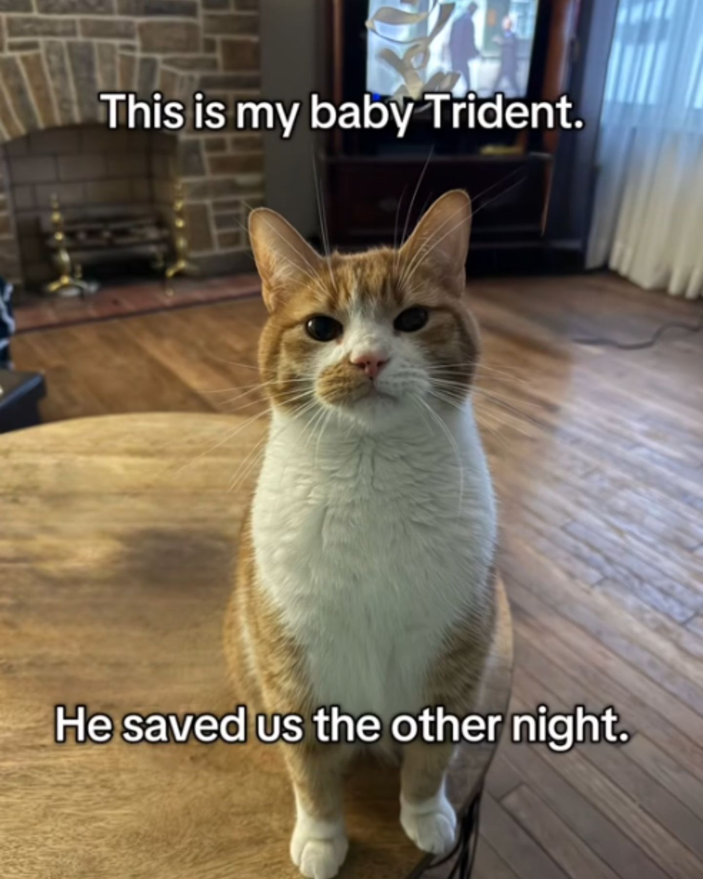 cat hero