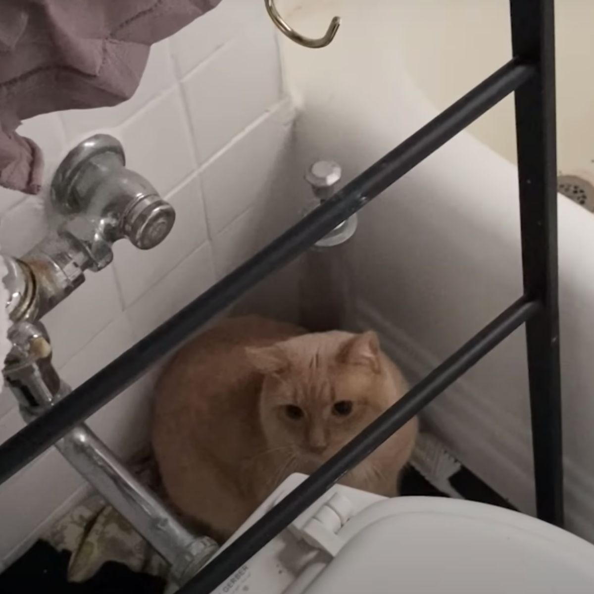cat hiding