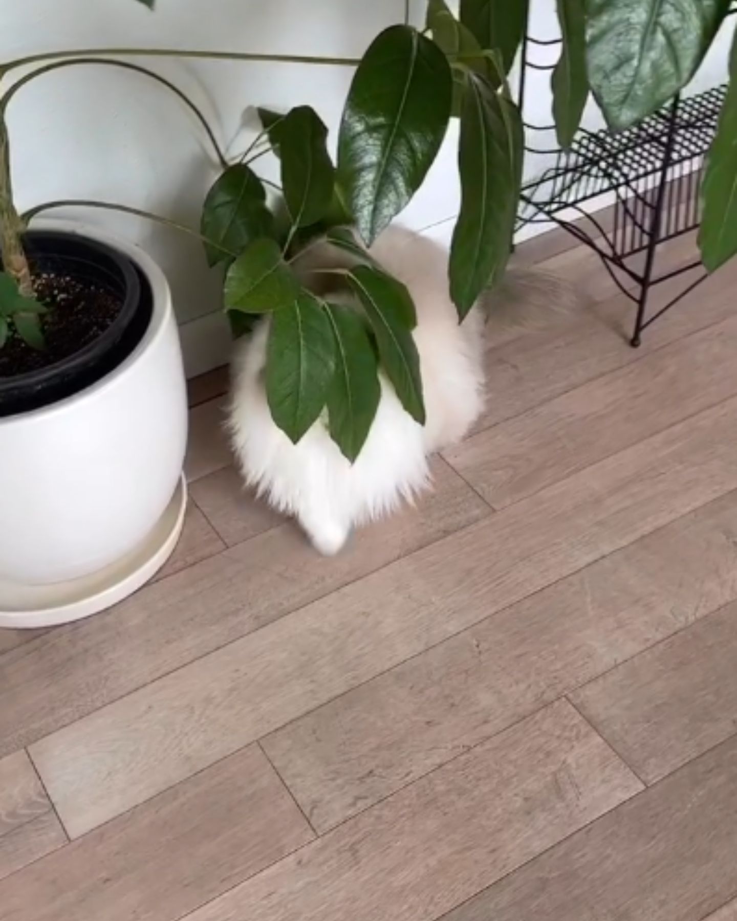 cat hiding behind a plant