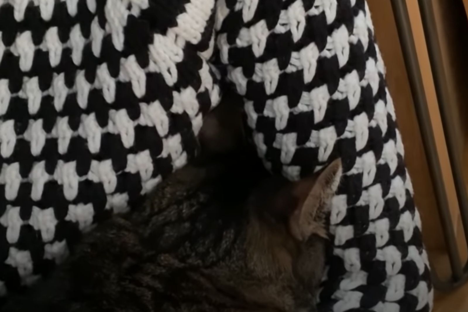 cat hiding its face