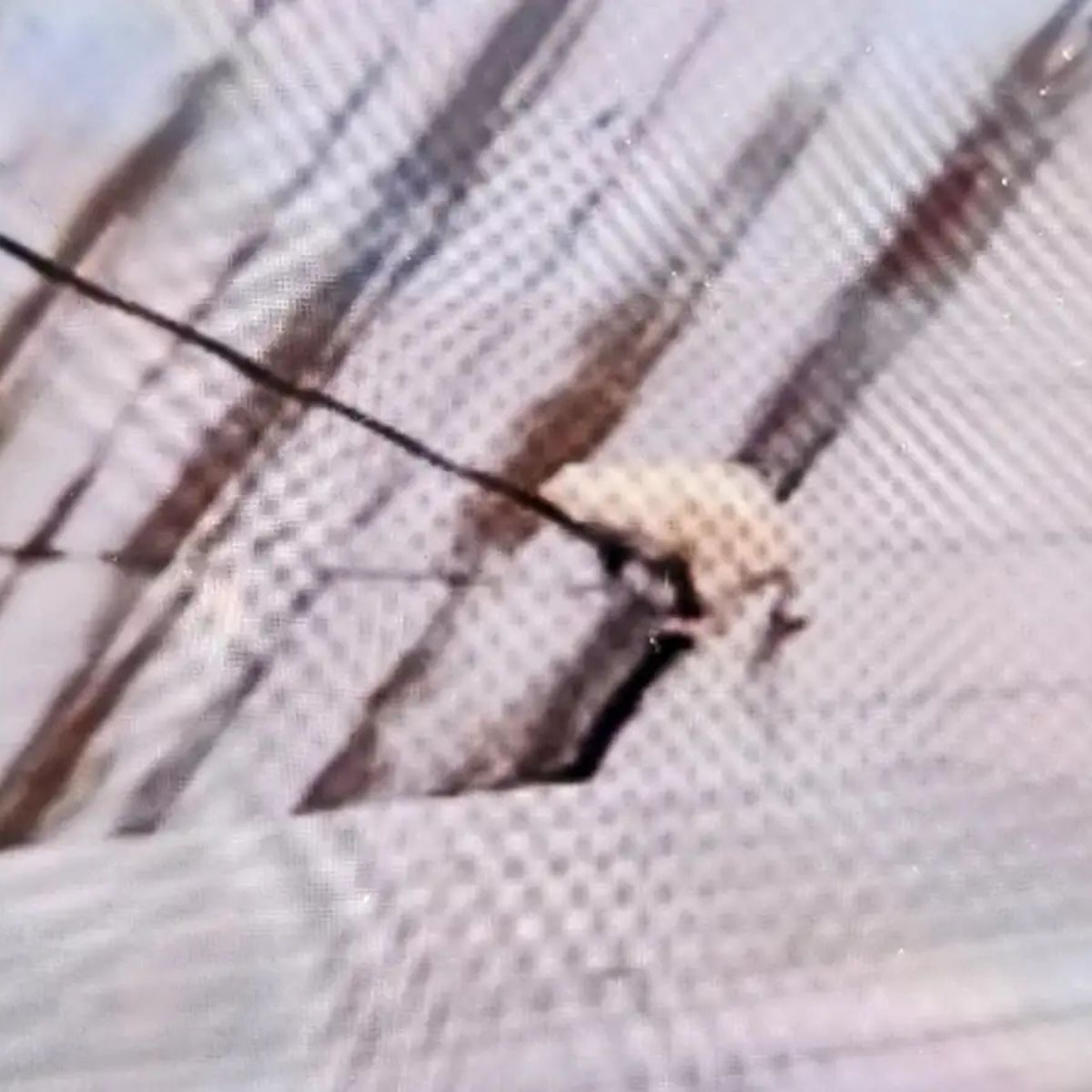 cat holding on