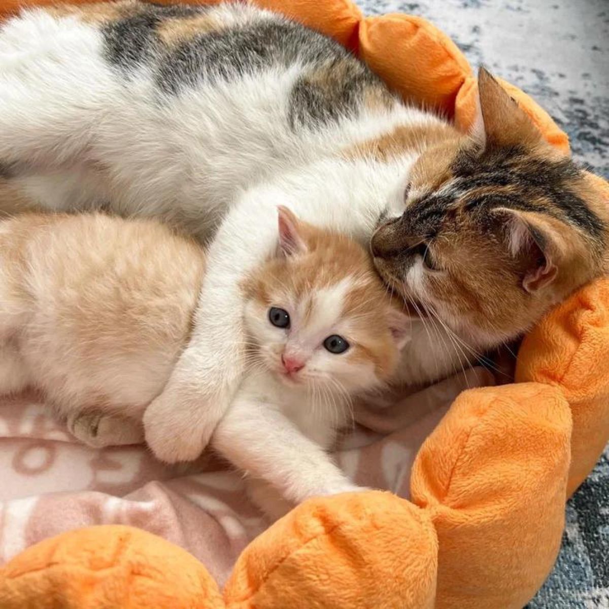 cat hugging kitten