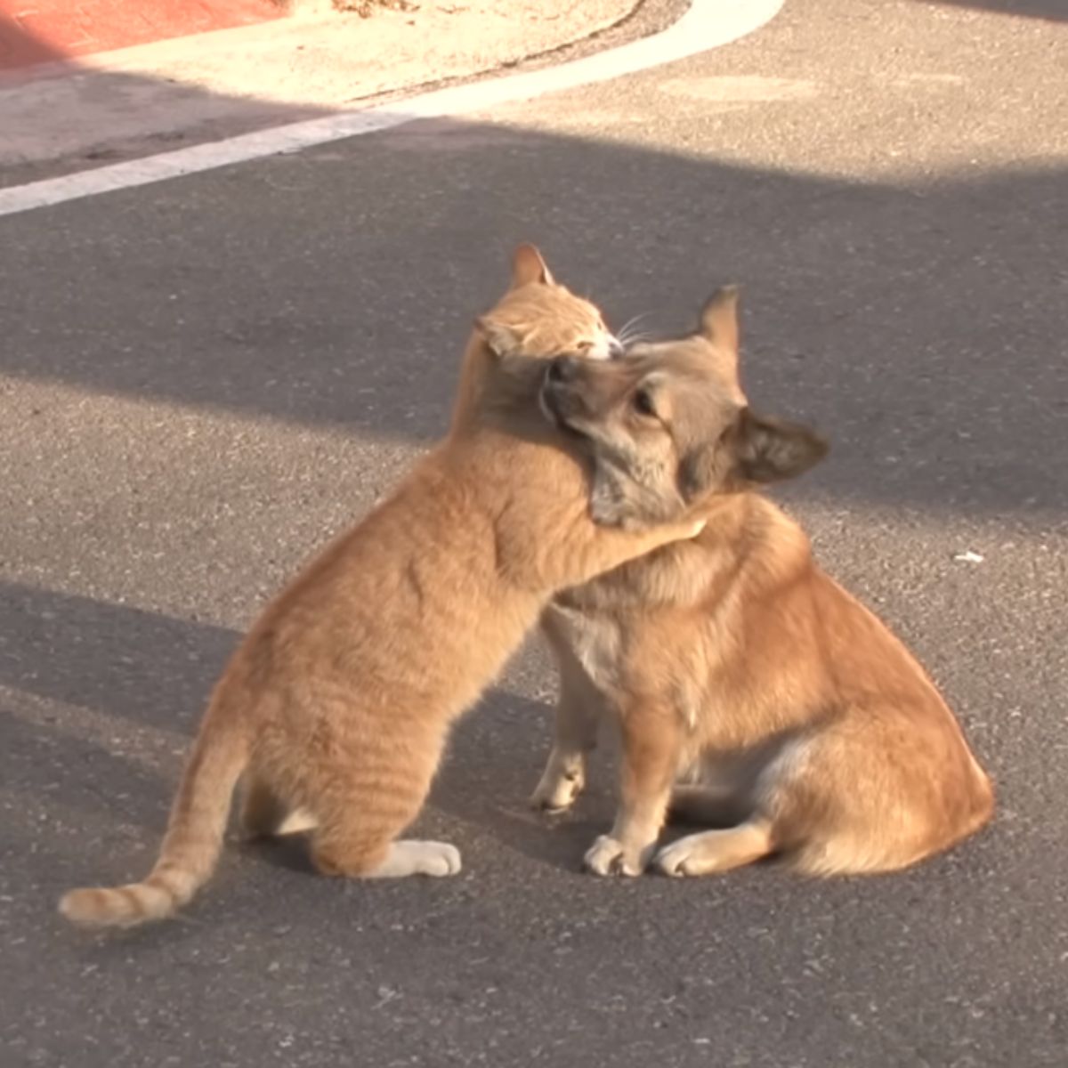 cat hugging the dog