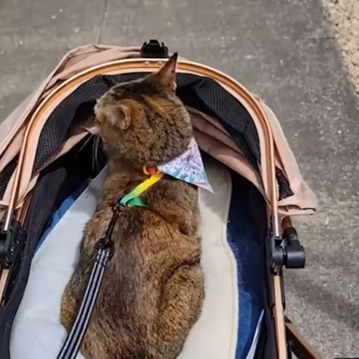 cat in a baby stroller