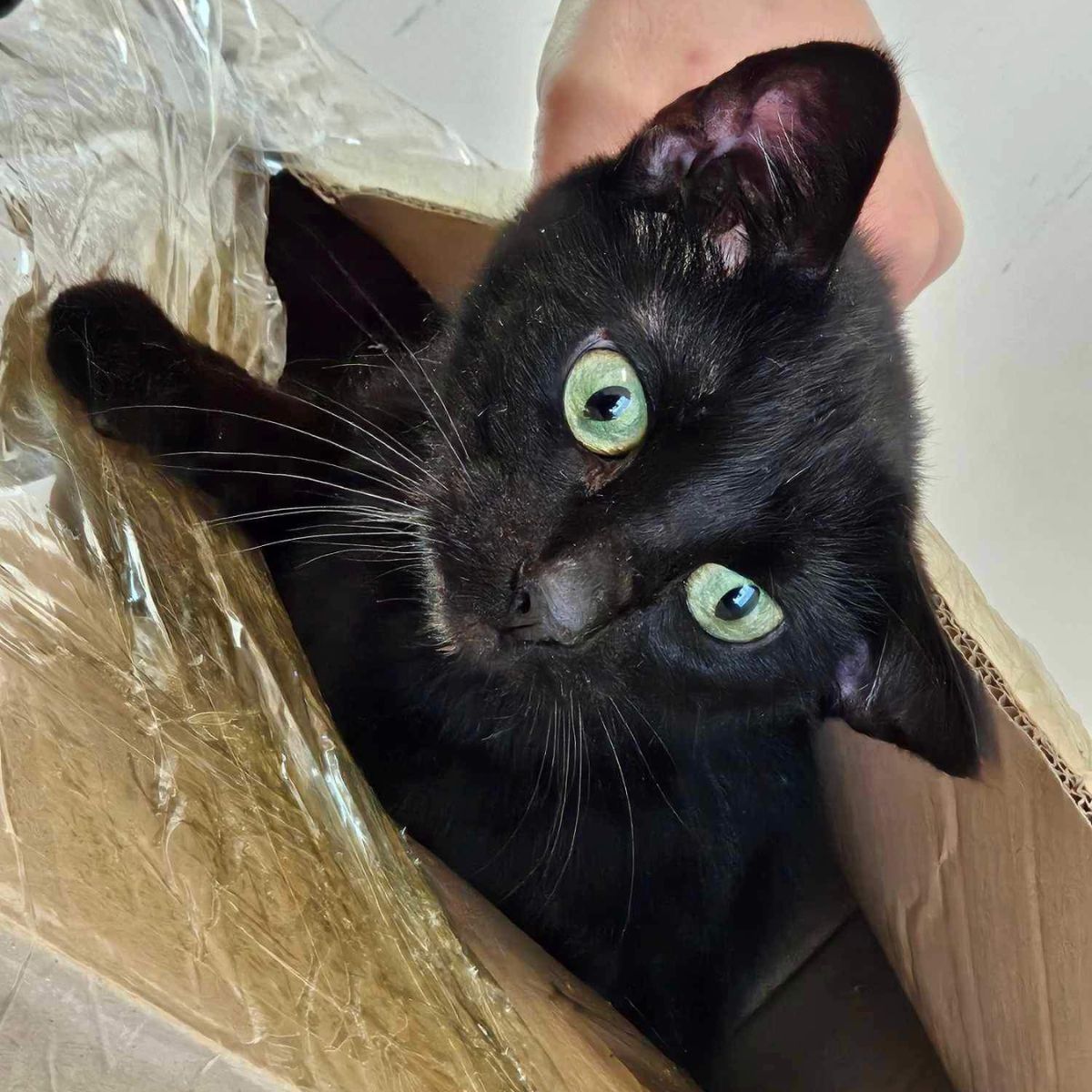 cat in a box
