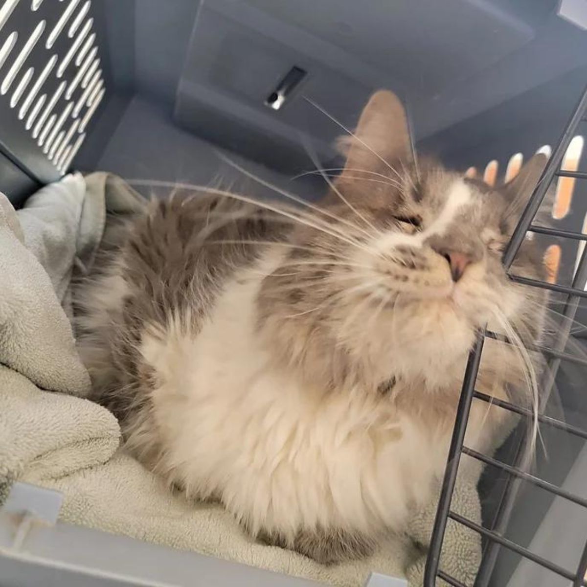 cat in a carrier