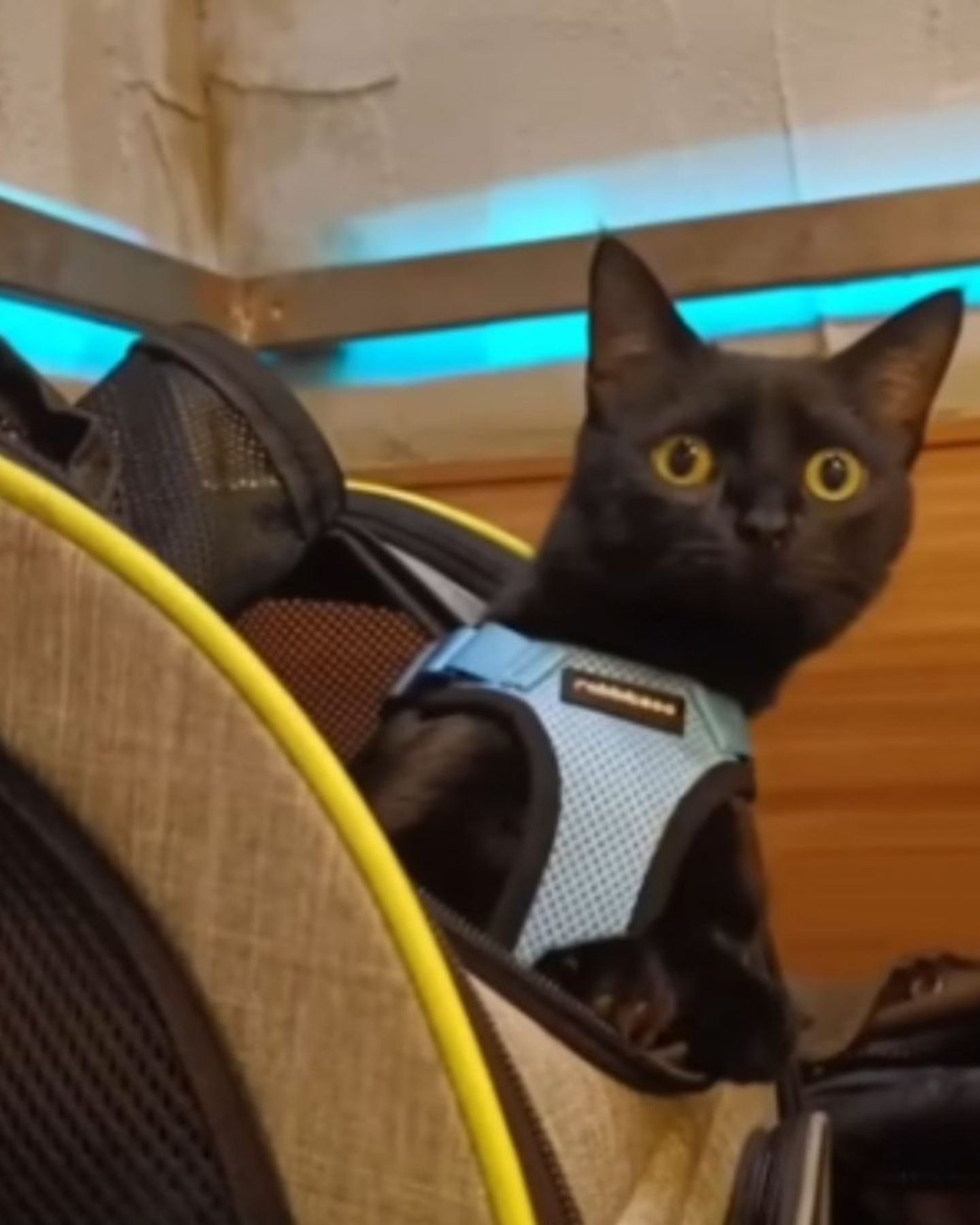 cat in a carrier