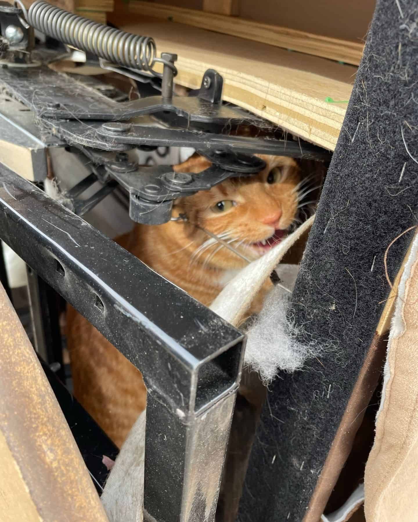 cat in a chair