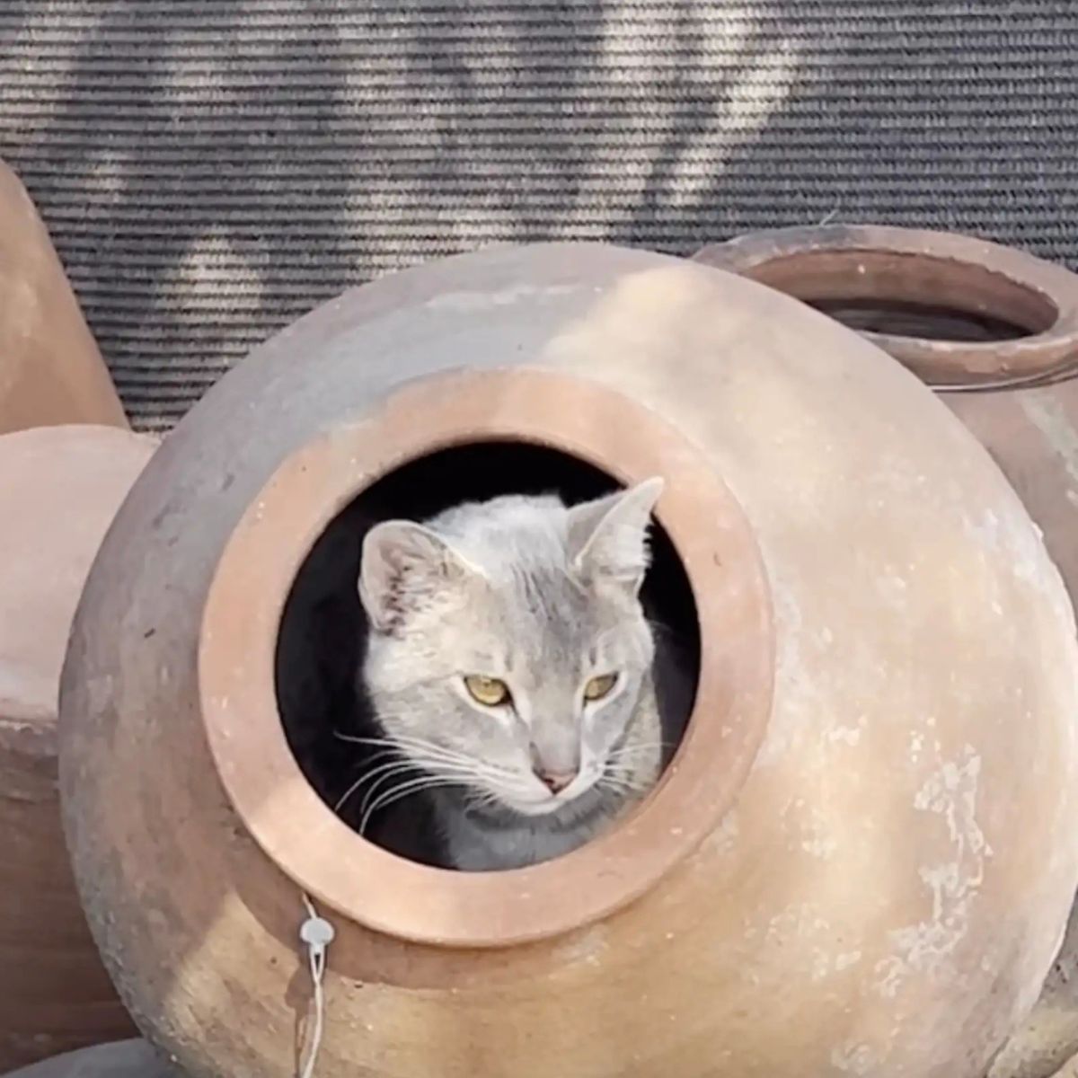 cat in a clay pot