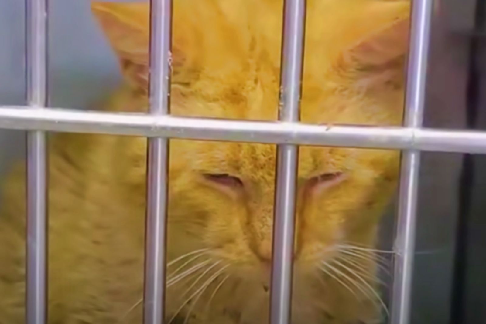 cat in a crate