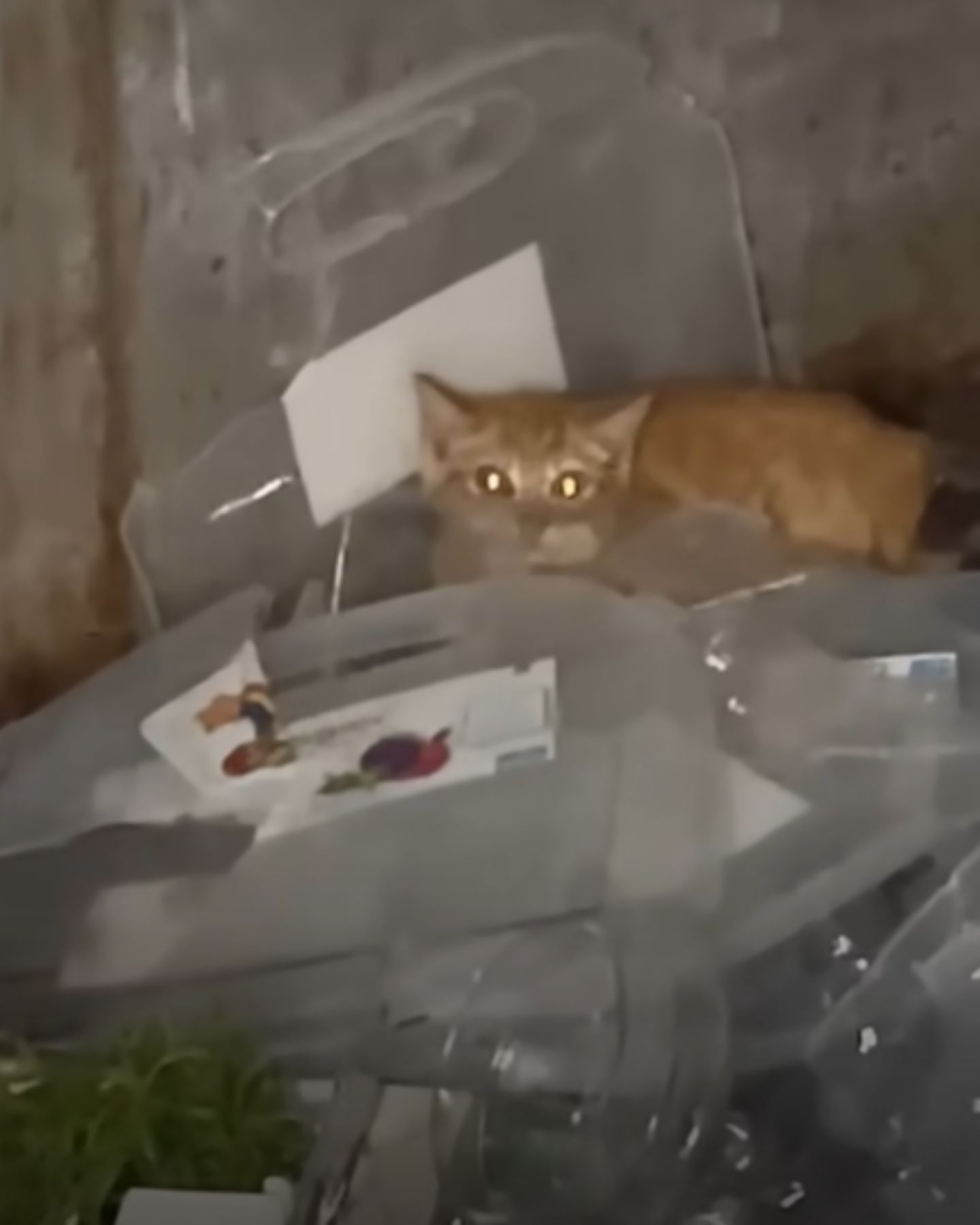 cat in a dumpster
