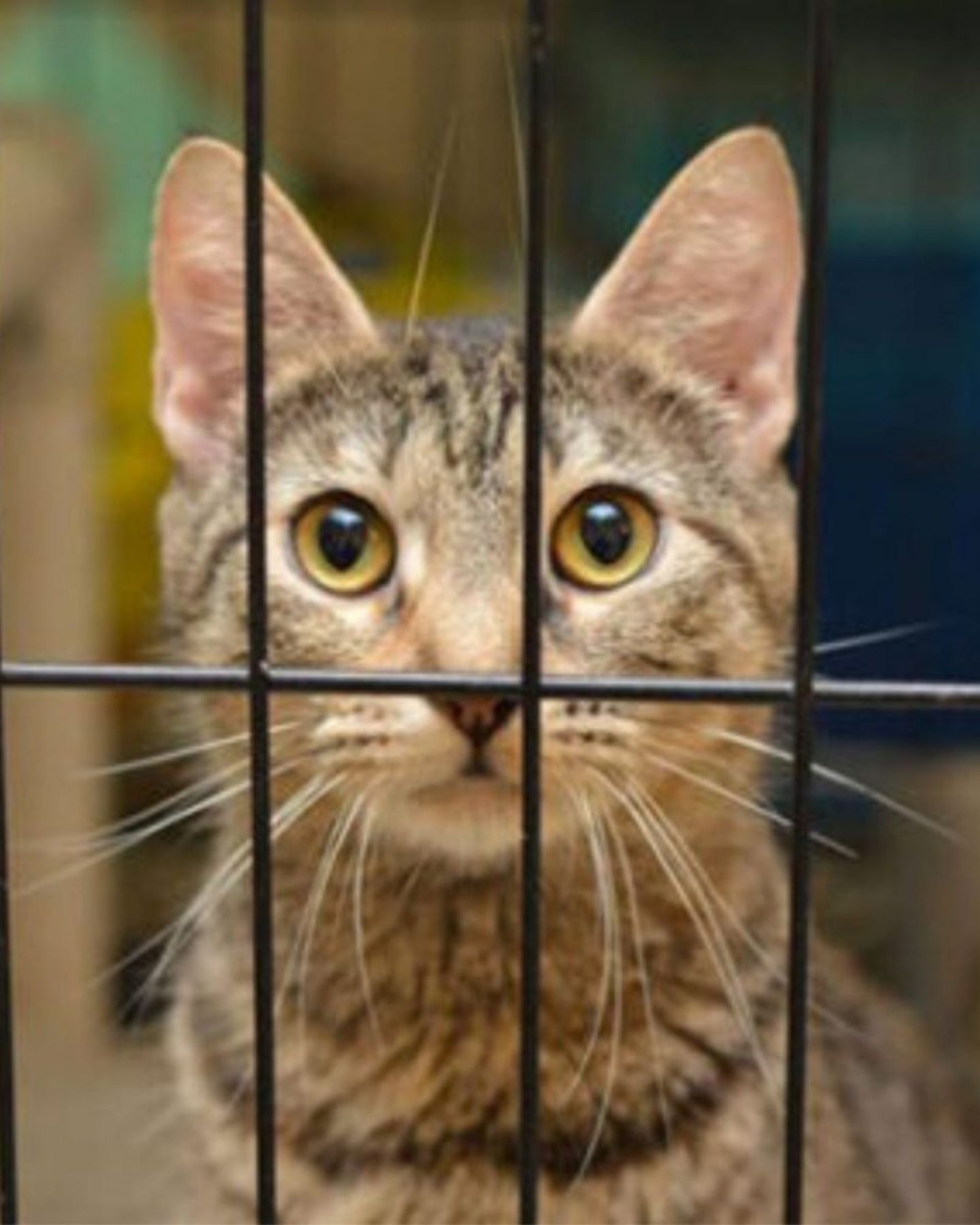 cat in a kennel