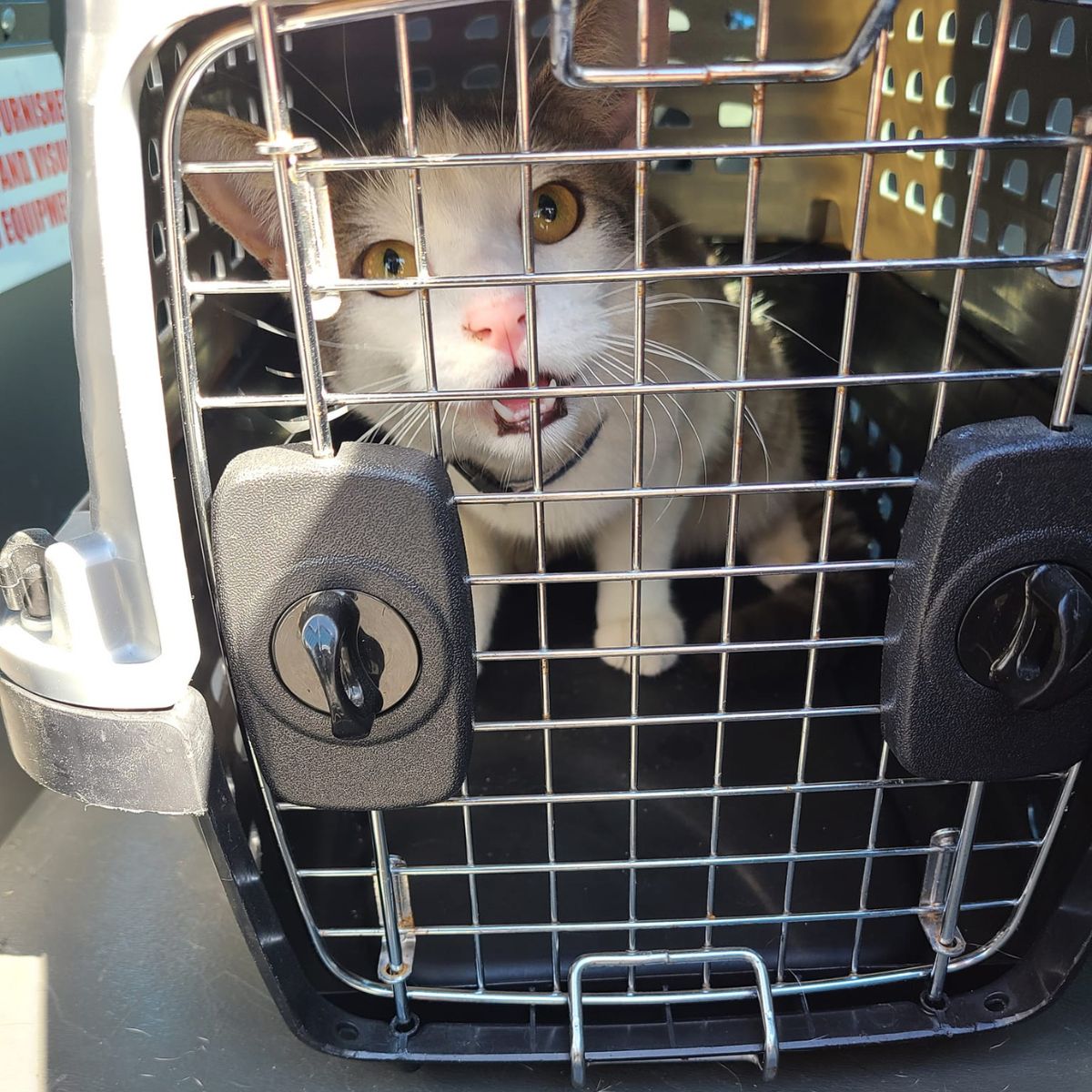 cat in a kennel