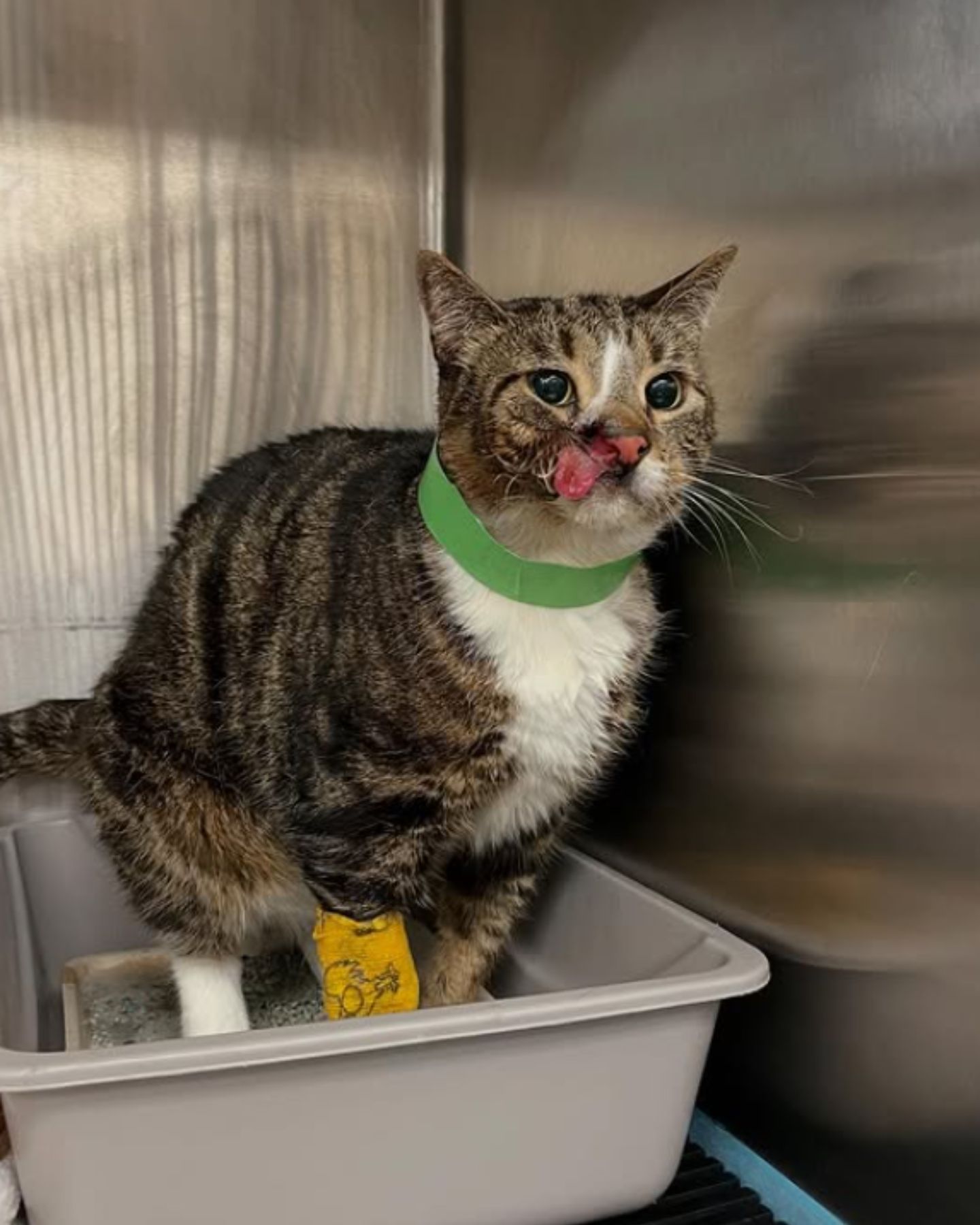 cat in a litter box