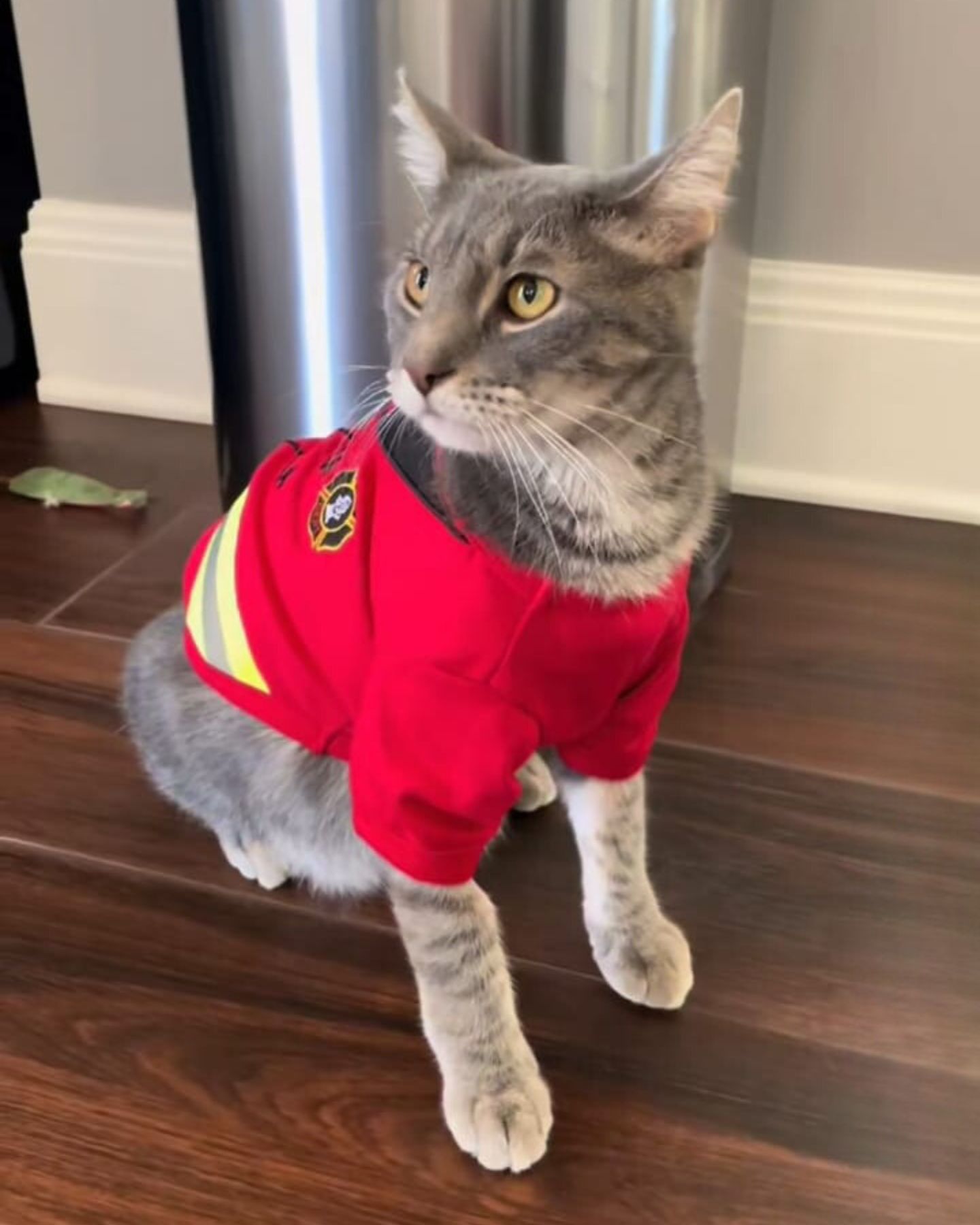 cat in a miniature firefighter suit