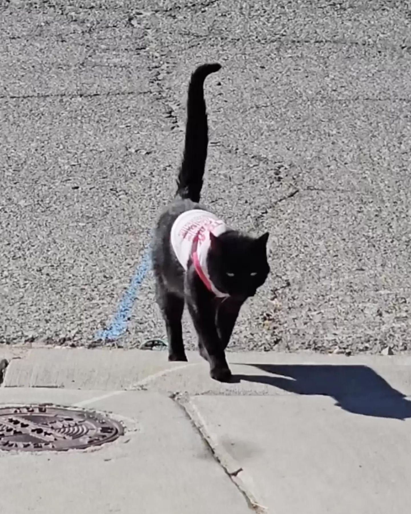 cat in a sweater walking