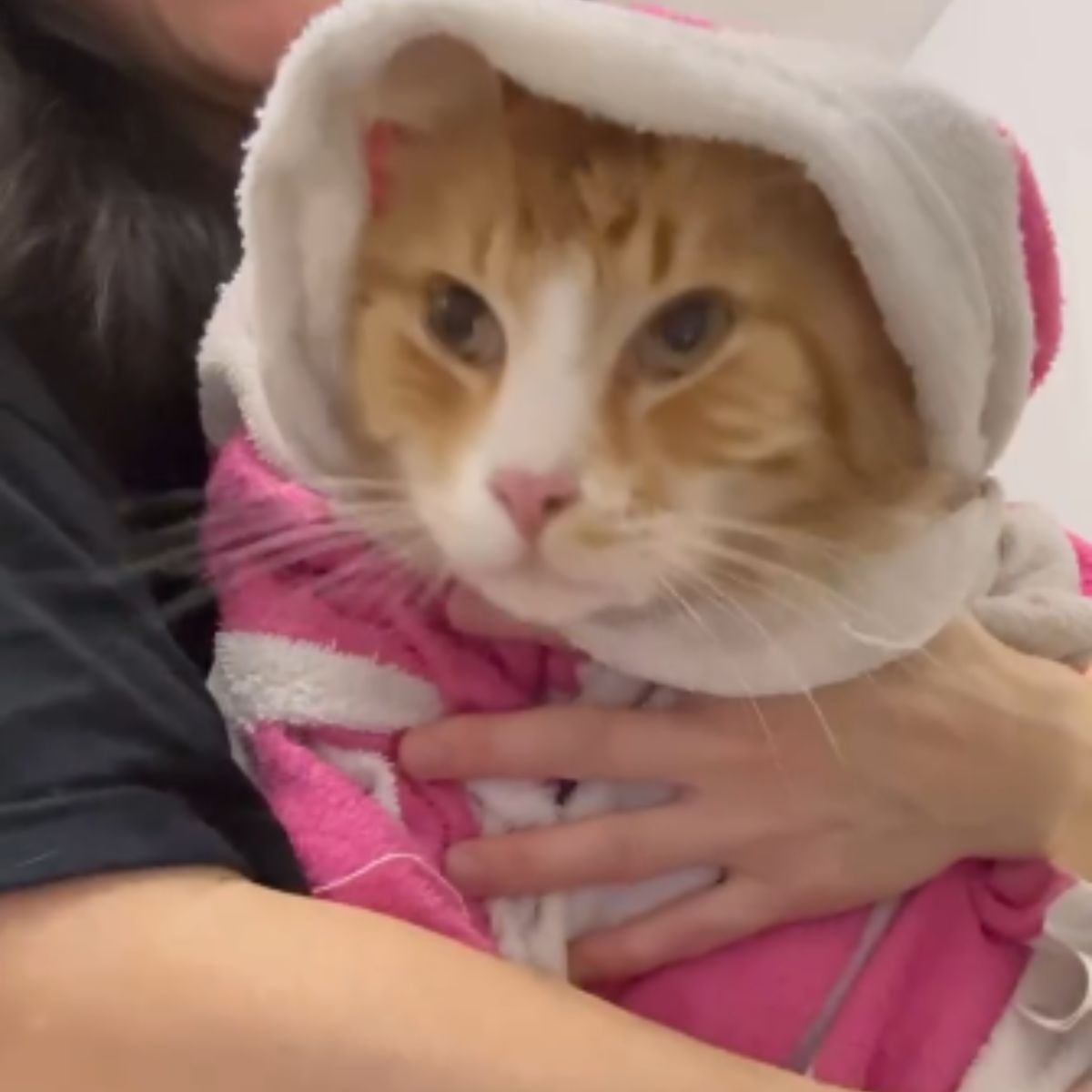 cat in a towel
