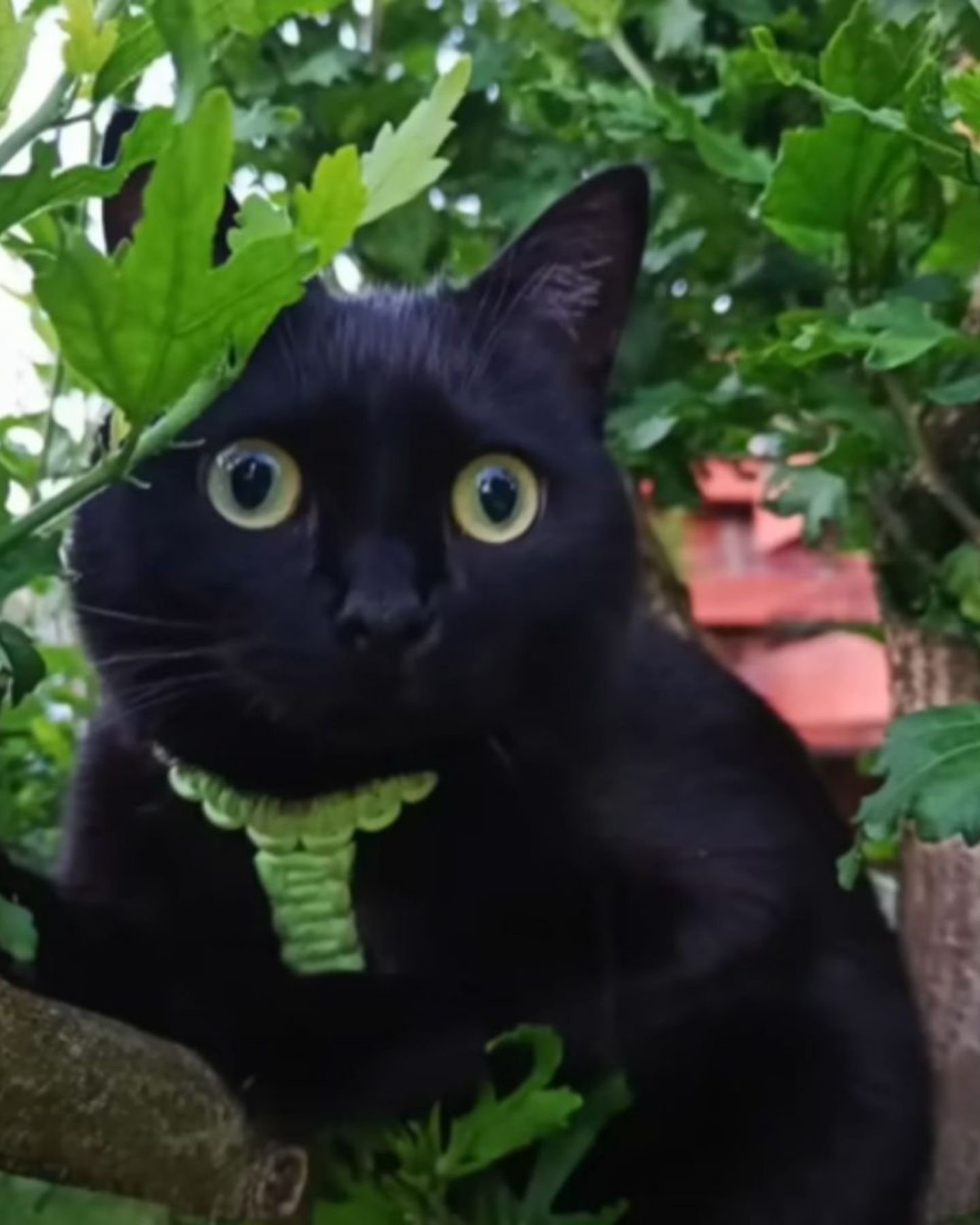 cat in a tree