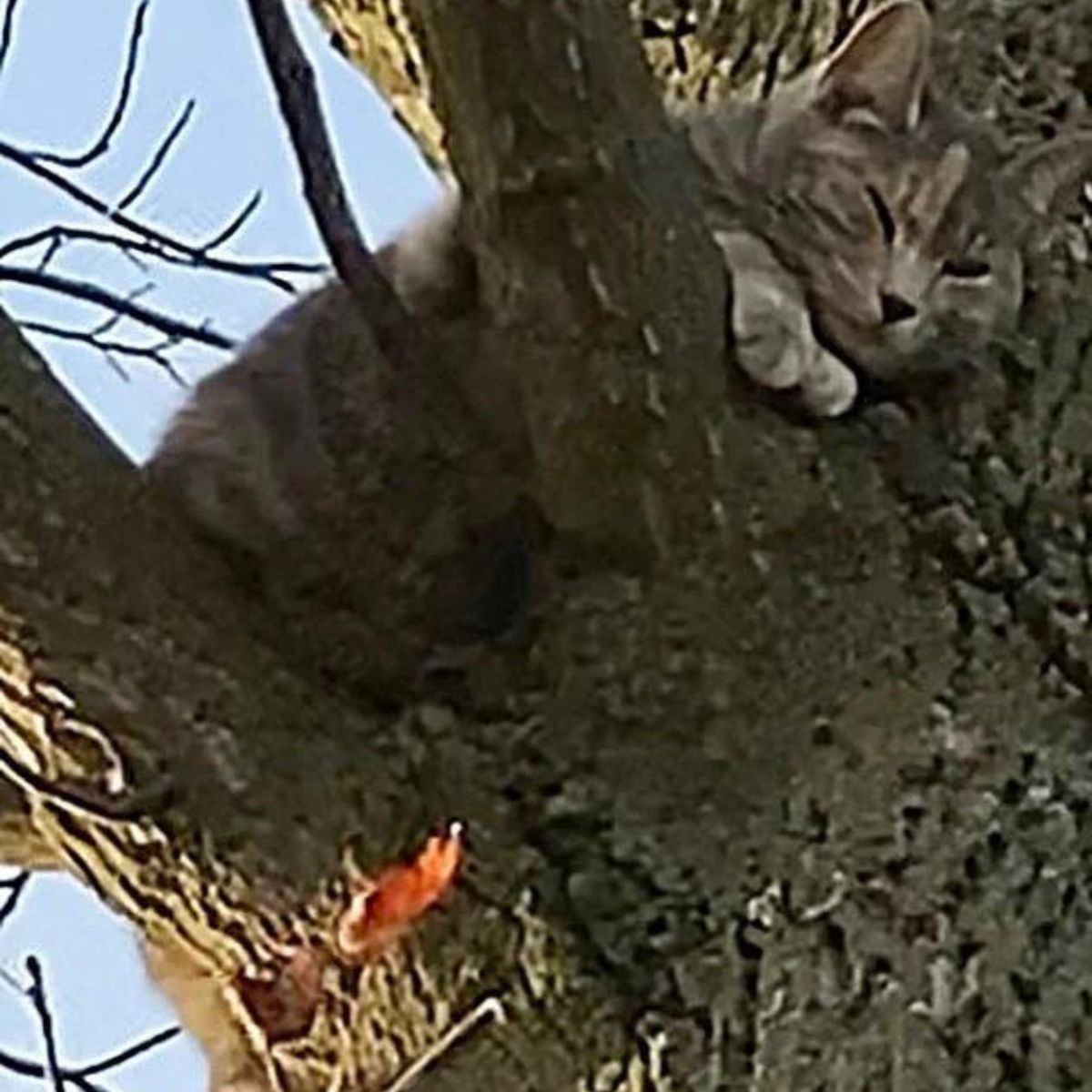 cat in a tree