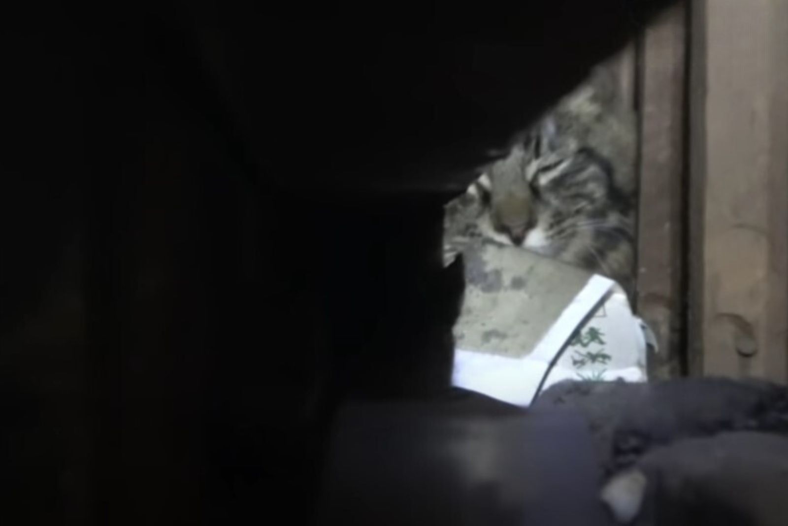 cat in a wall