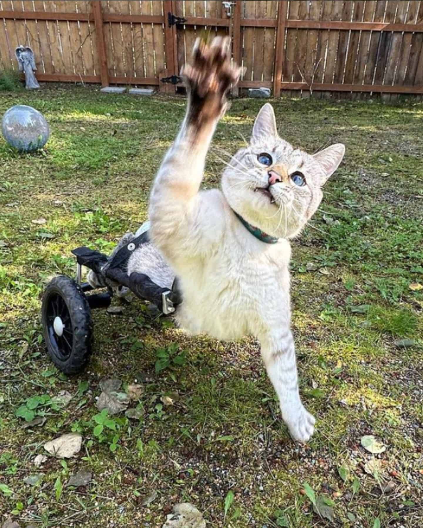 cat in a wheelchair
