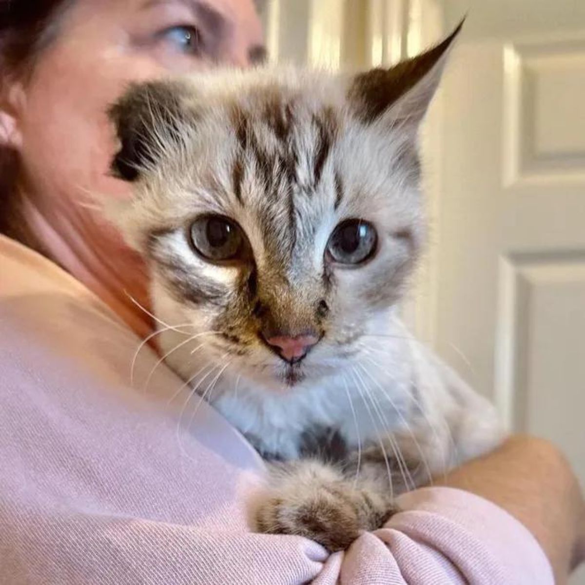 cat in a womans arms